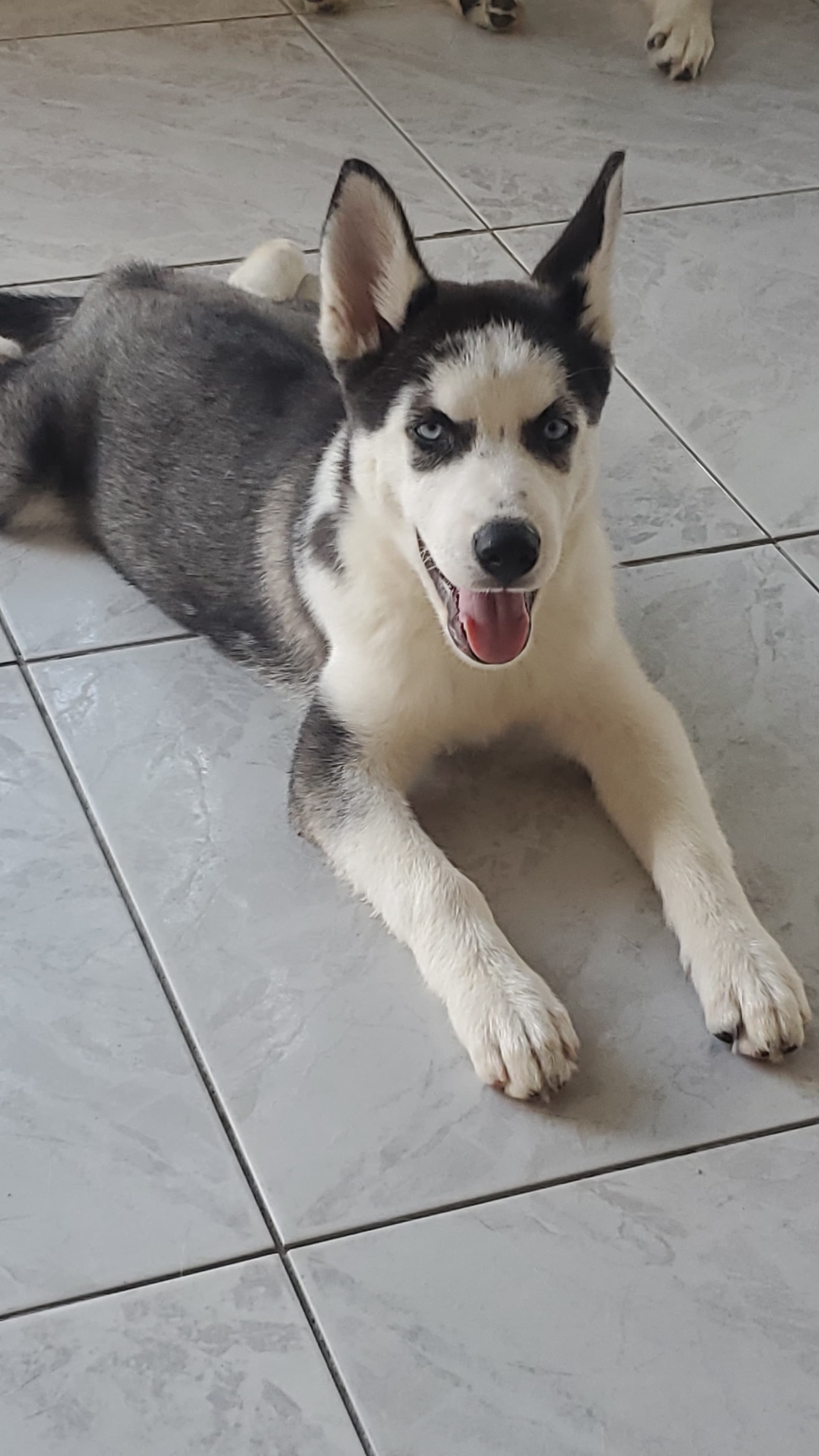 animales y mascotas - Husky hembra 2