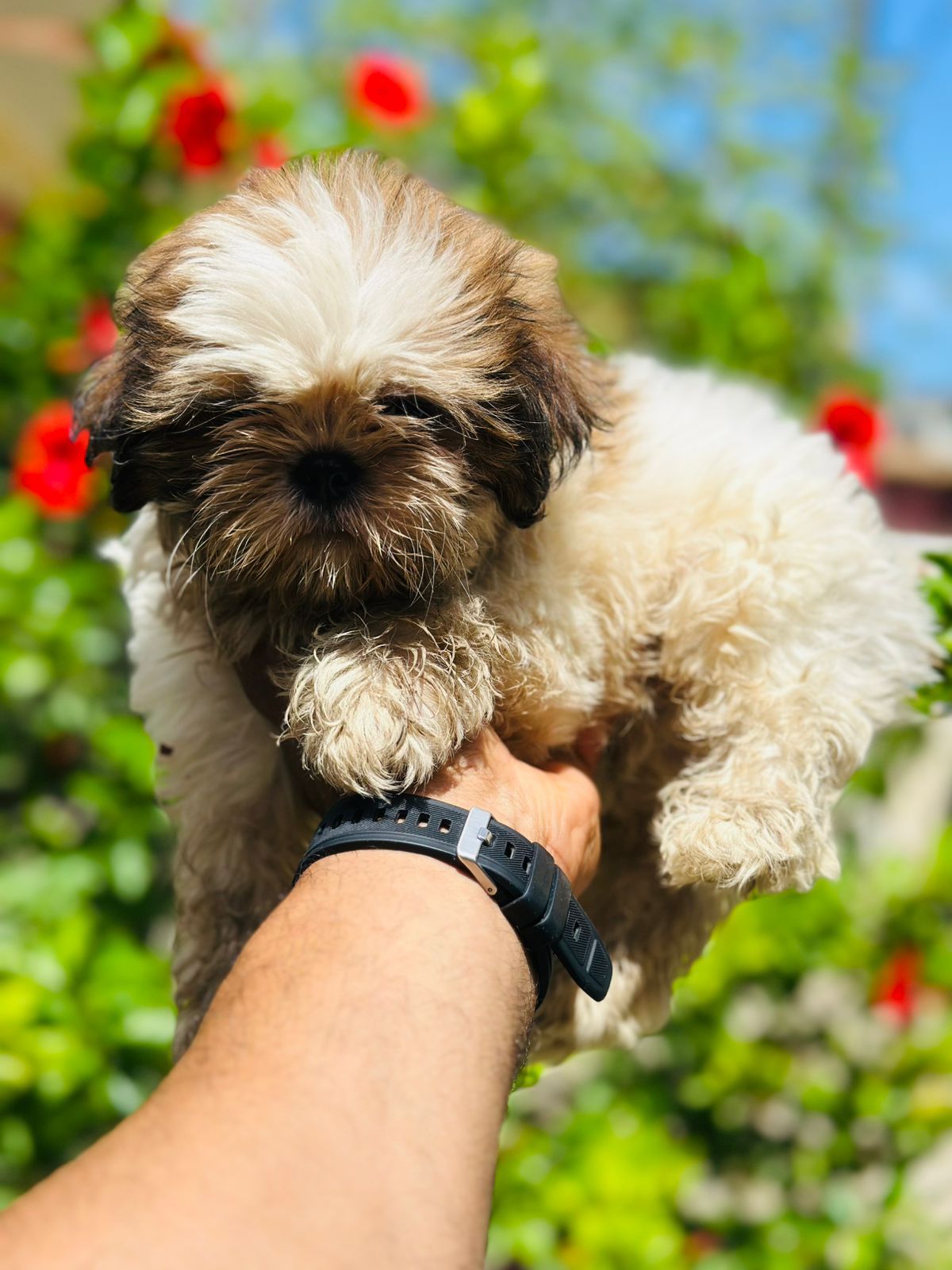 animales y mascotas - OFERTA CACHORRO SHIH TZU AMBOS SEXO  UBICADO EN SA
