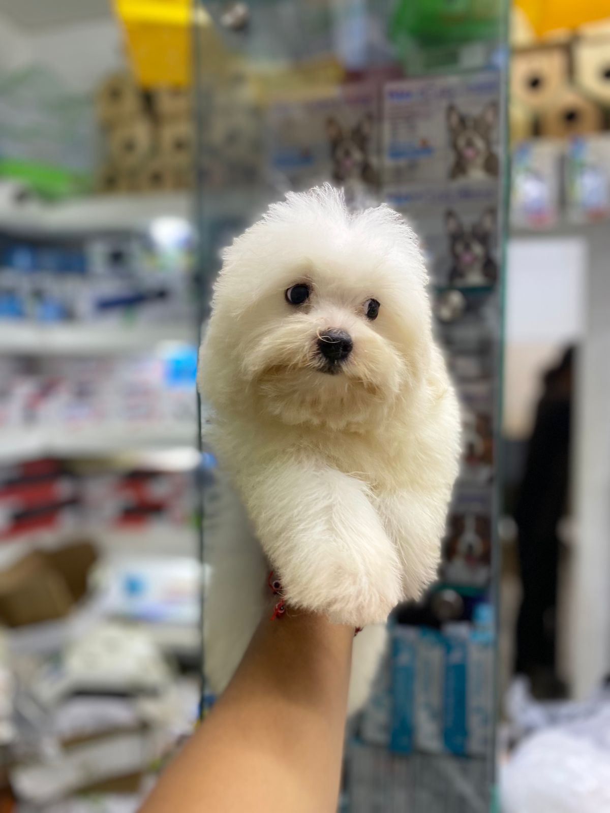 animales y mascotas - OFERTA CACHORRO MALTES MACHO SE ENTREGA CON TODO A