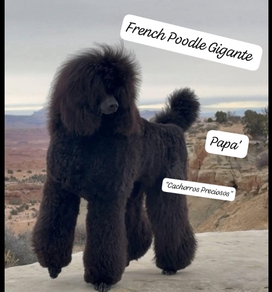 animales y mascotas - French Poodle Gigante y Goldendoodle de oportunidad!!!