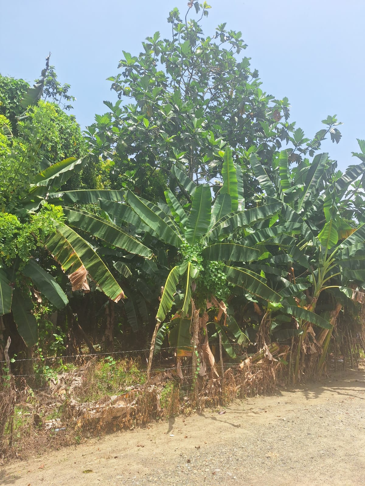 solares y terrenos - Venta solar en Rancho Viejo, La Vega 0