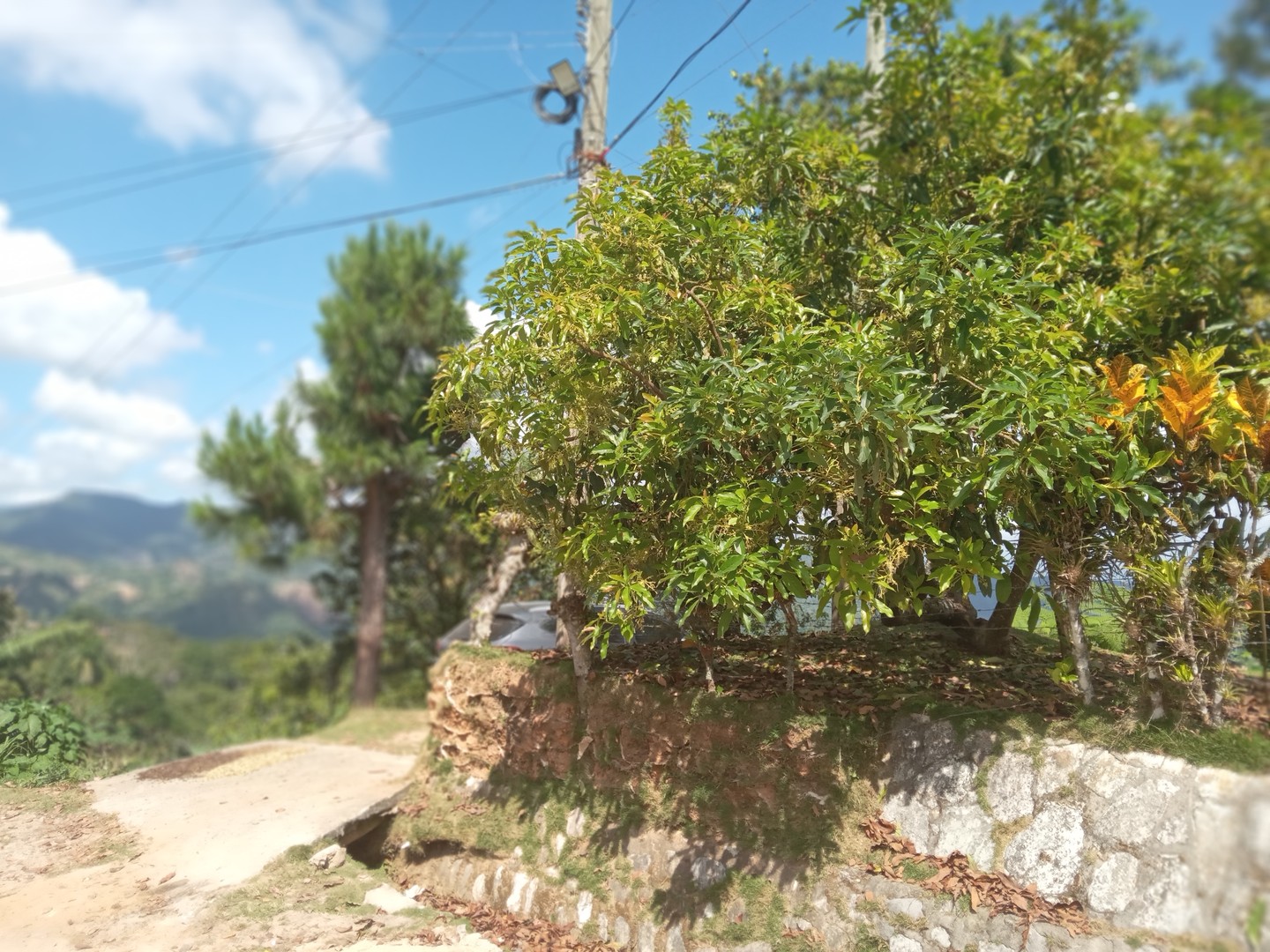 solares y terrenos - SE VENDE FINCA EN EL CACAO de San Cristóbal  2