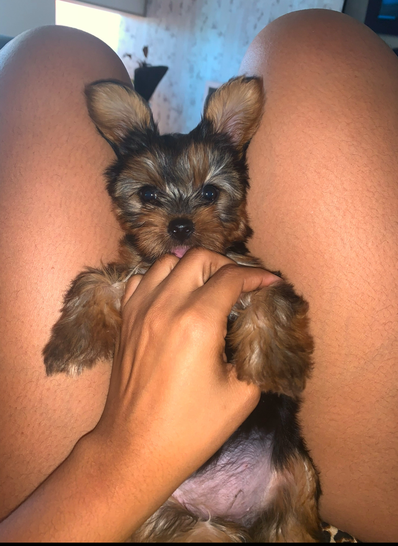 animales y mascotas - Yorkie 100% puro 0