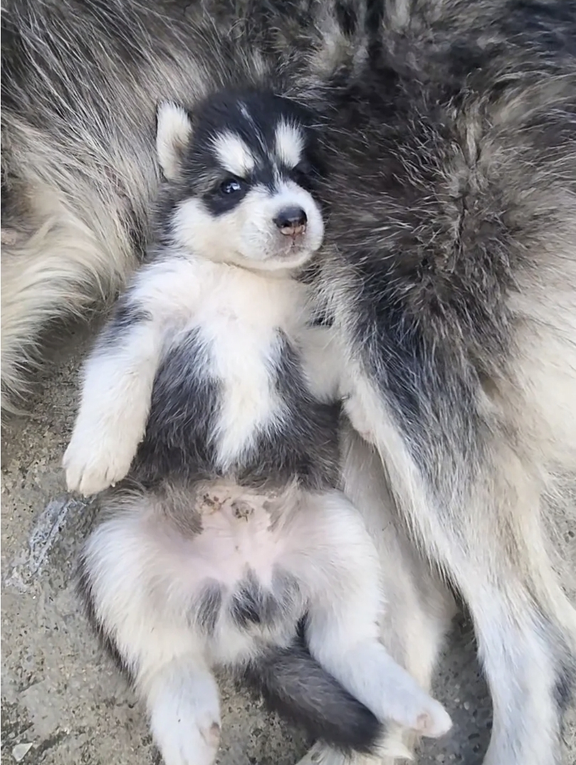 animales y mascotas - Cachorros Huskis Siberiano Pelo Largo  2