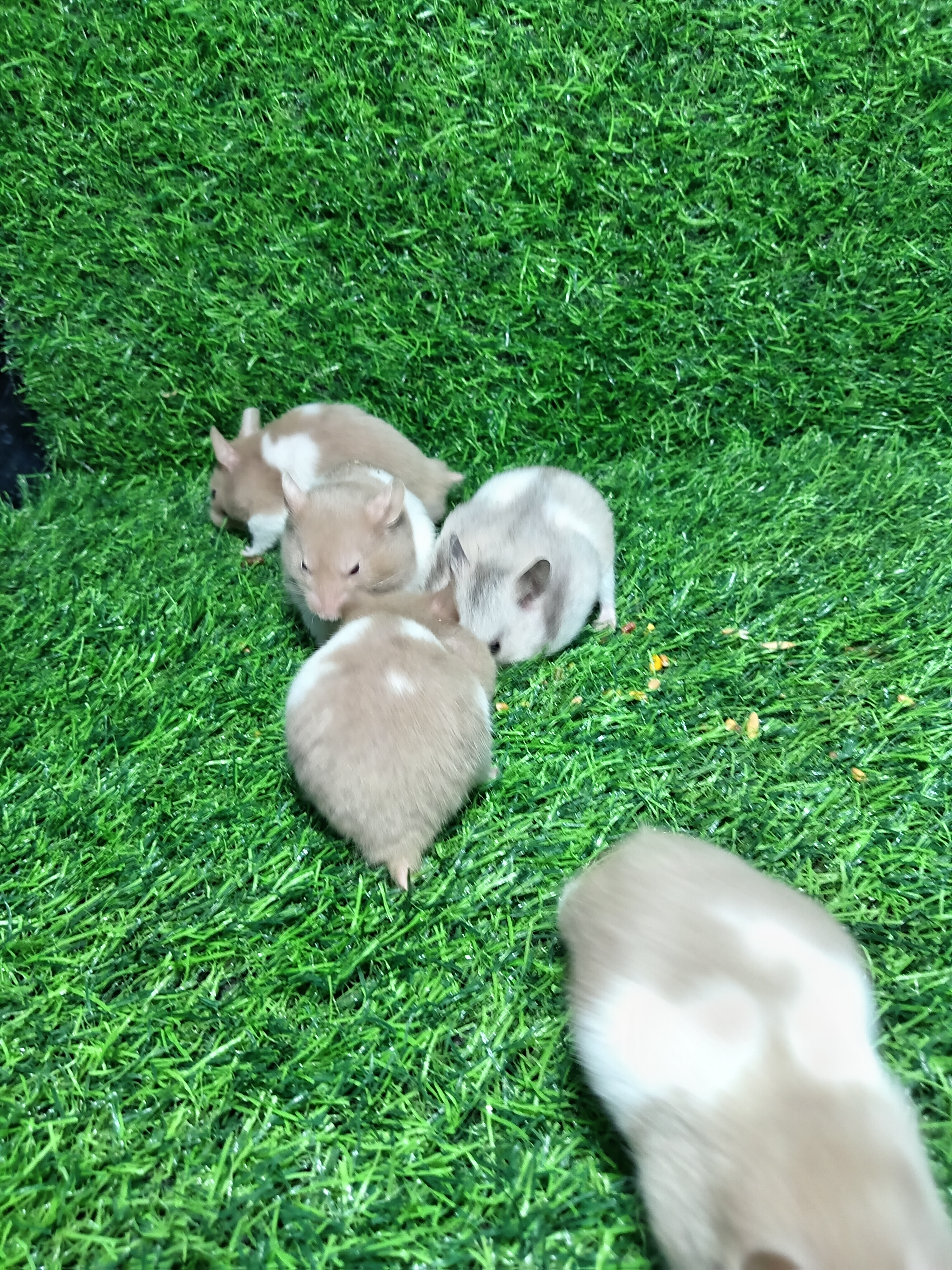 animales y mascotas - Hanster  1