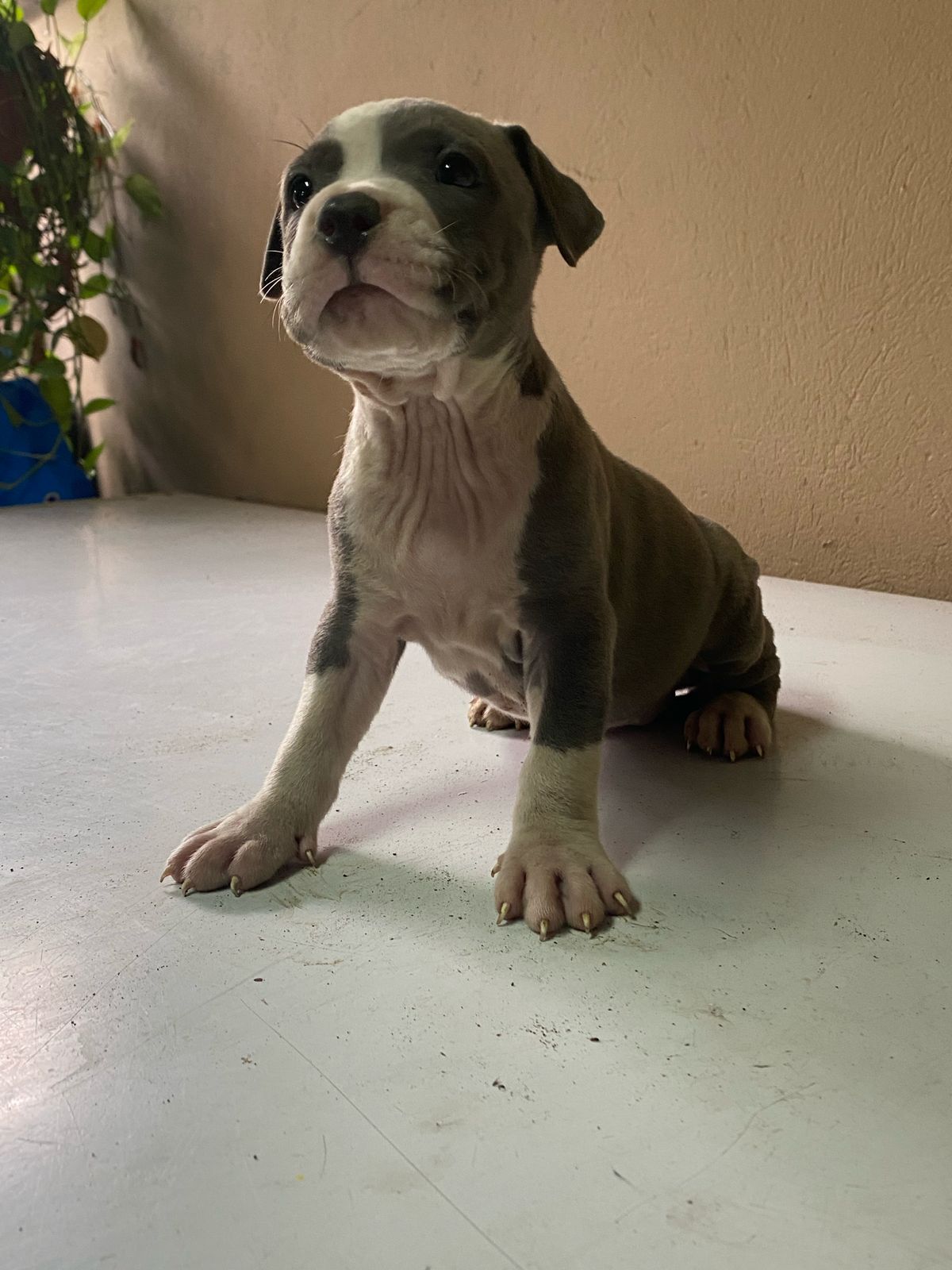 animales y mascotas - Hermosos Cachorros Pitbull en Venta  6