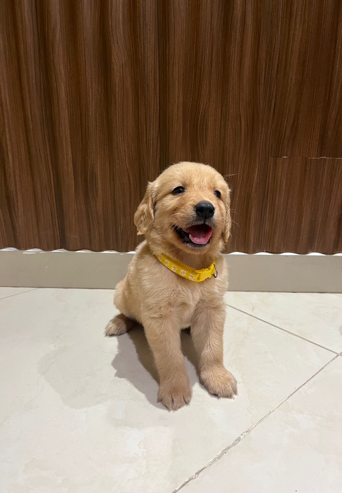 animales y mascotas - cachorros Golden Retriever  2