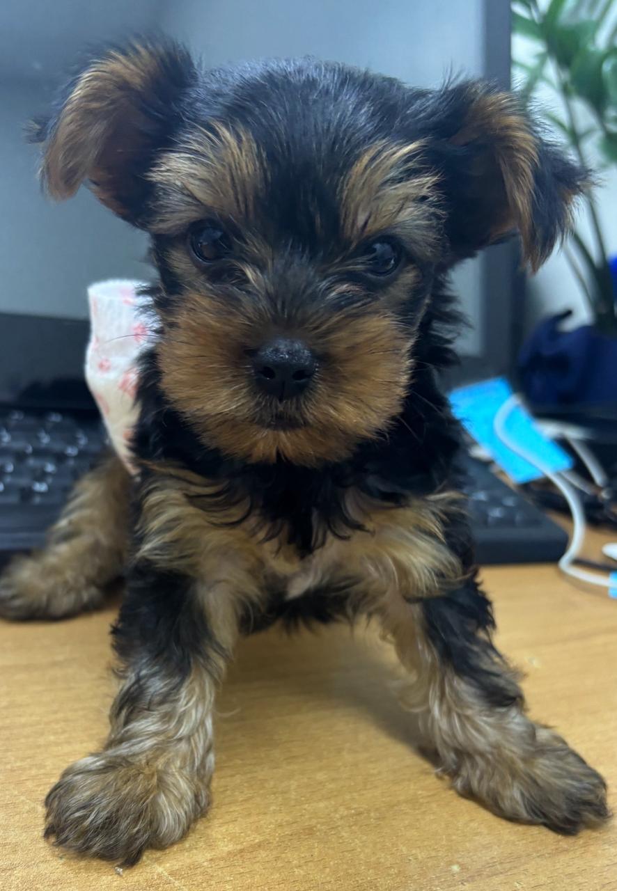 animales y mascotas - Yoshire varón de 2 mese de raza