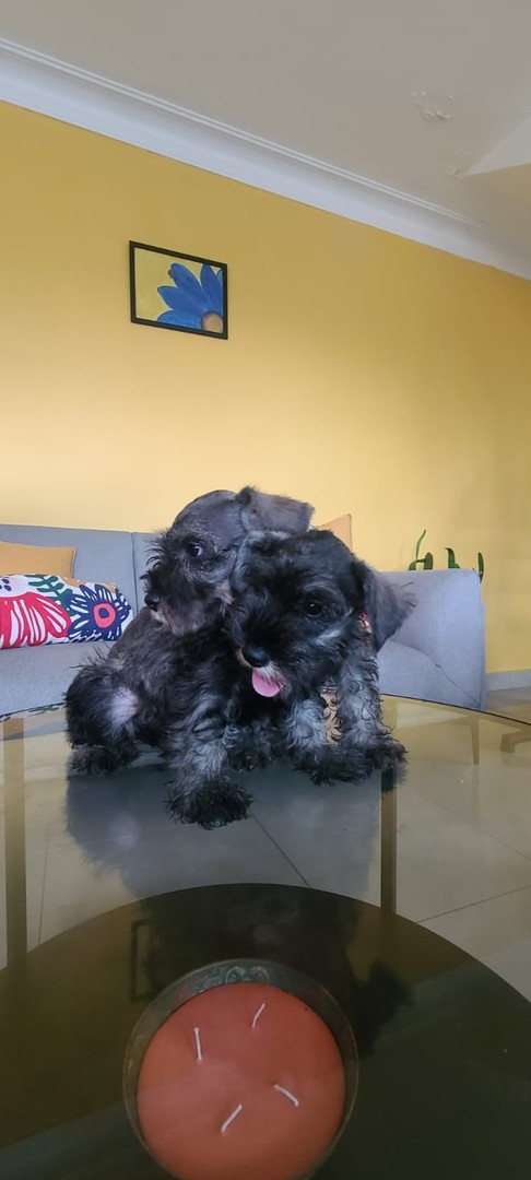 animales y mascotas - Schnauzer standard cachorros hembra y macho  2