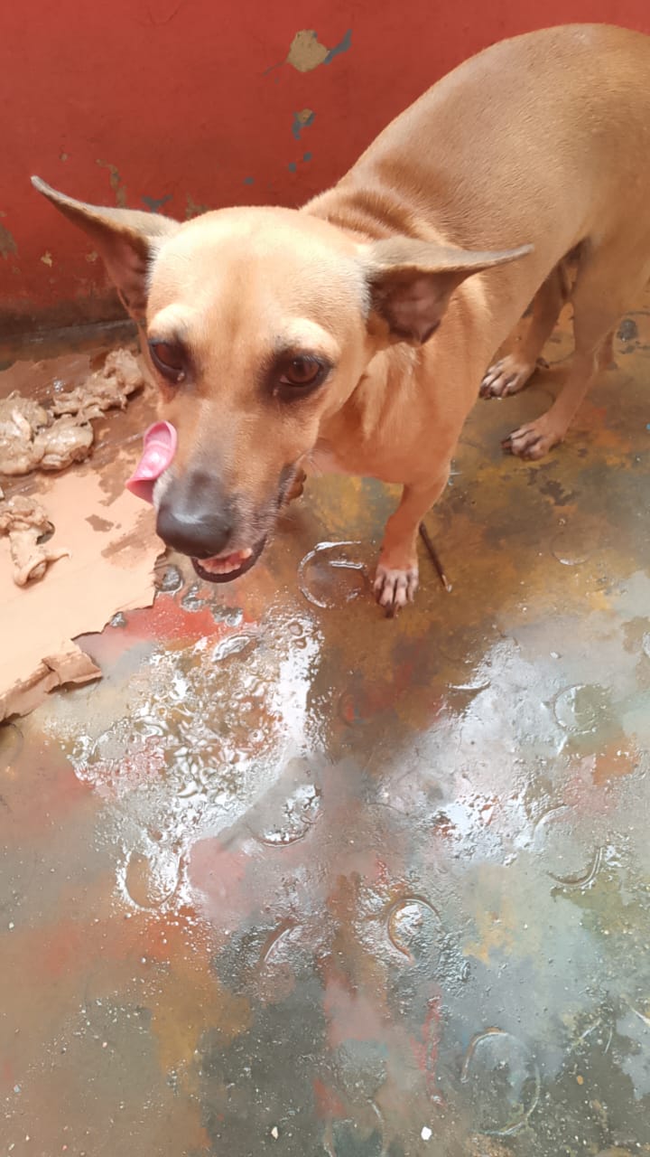 animales y mascotas - perros de razas tamaño medio blancos 2