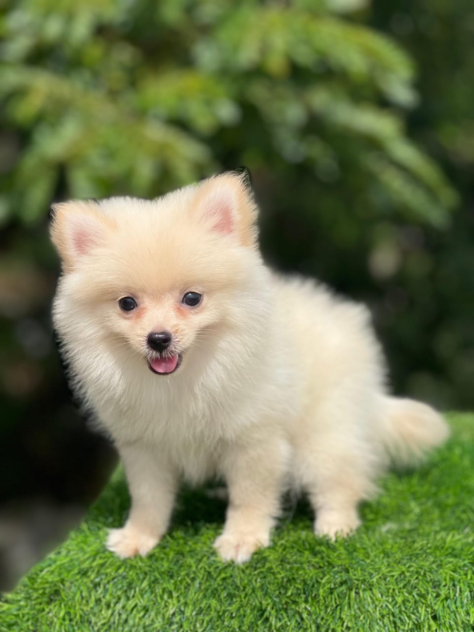 animales y mascotas - Pomerania hembra 
