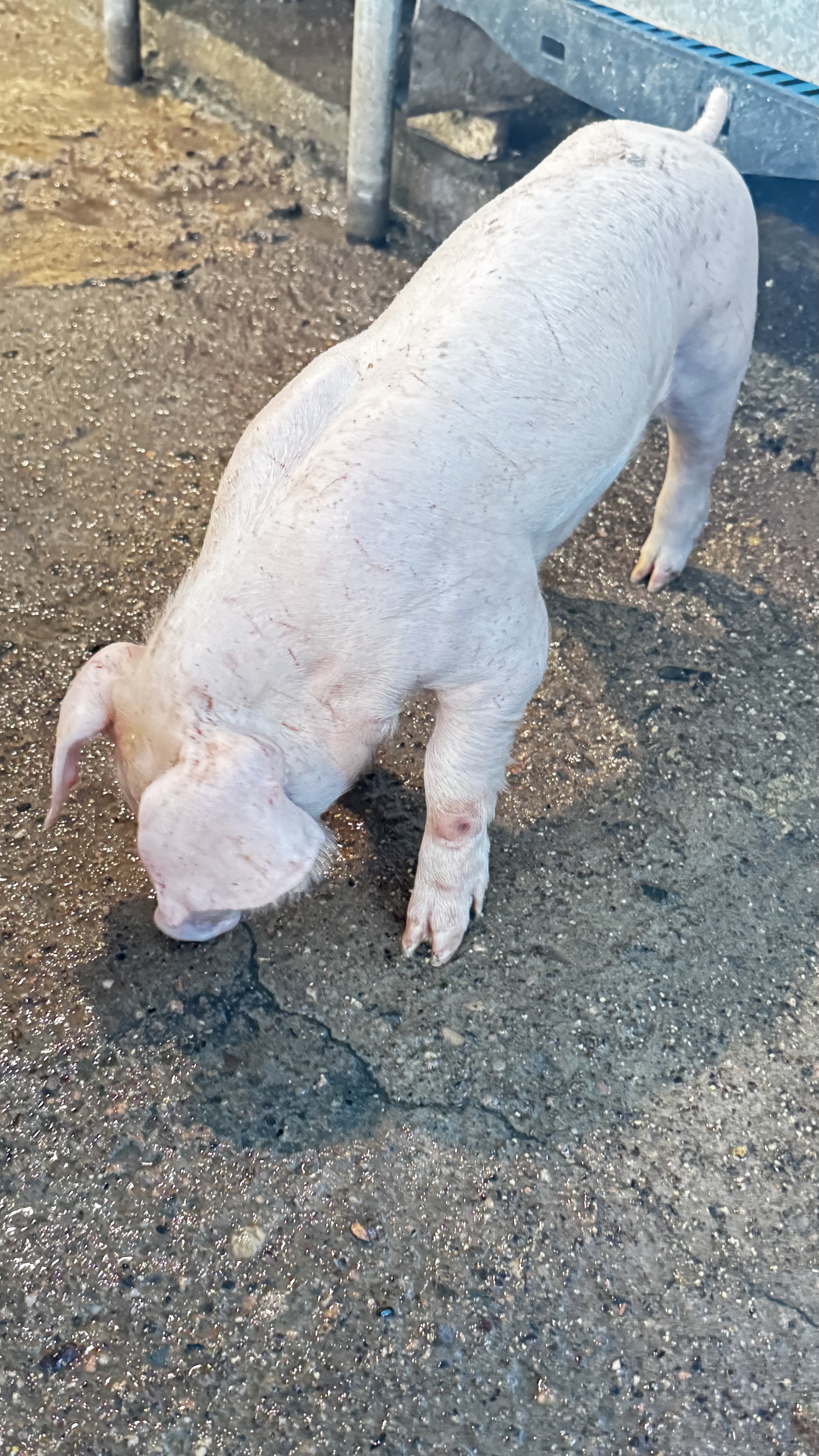 animales y mascotas - VENDO CERDOS AL DESTETE 13