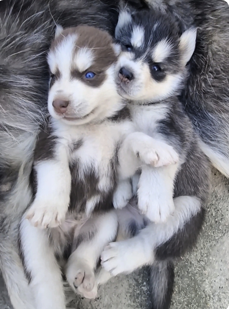 animales y mascotas - Cachorros Huskis Siberiano Pelo Largo  3