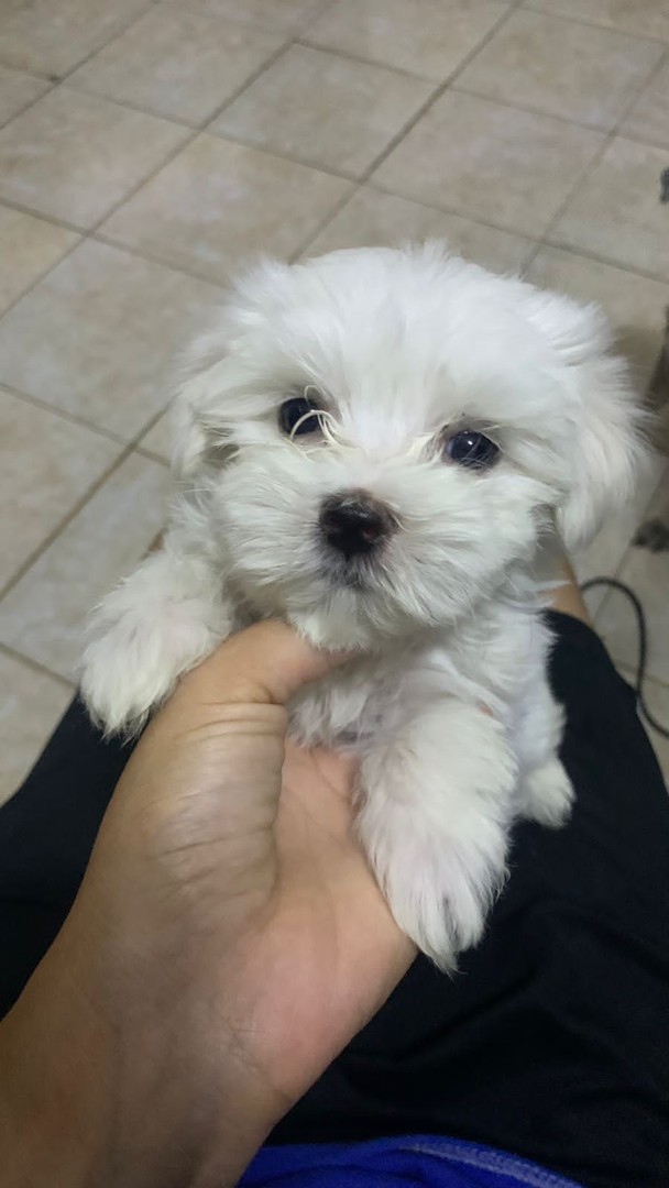 animales y mascotas - Bichon maltes, hembras y machos 9