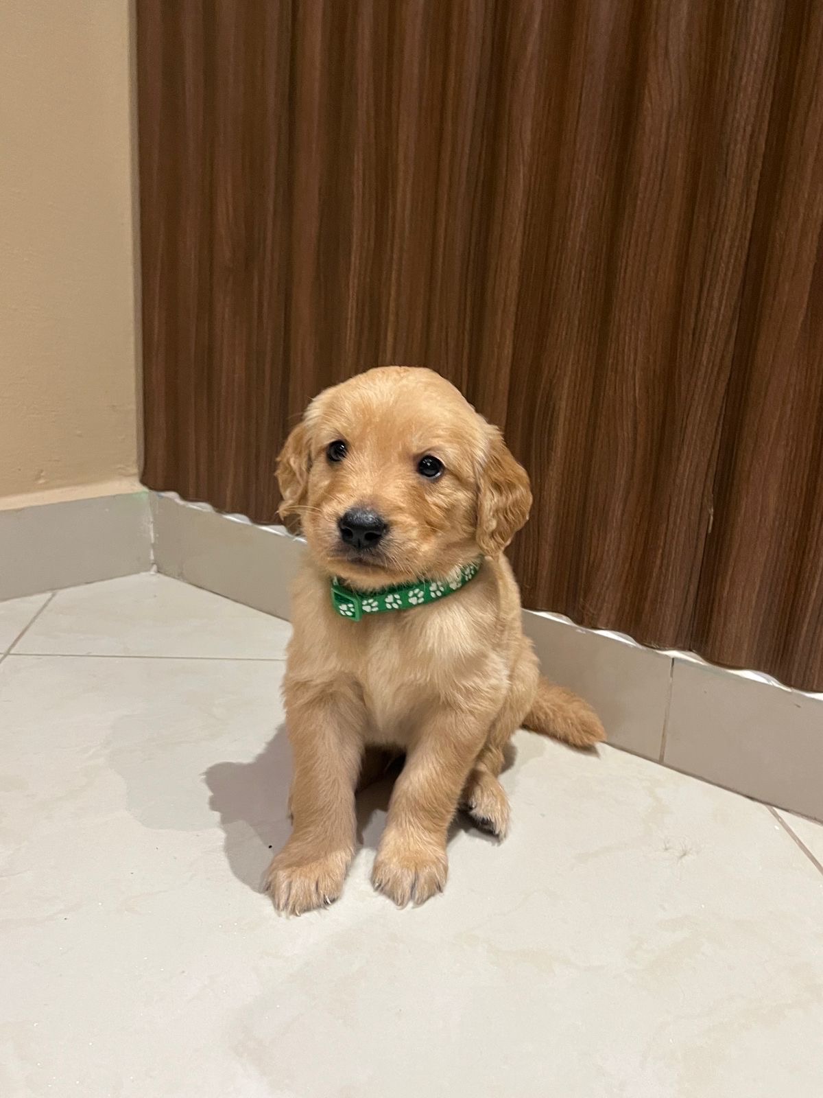 animales y mascotas - cachorros Golden Retriever  3