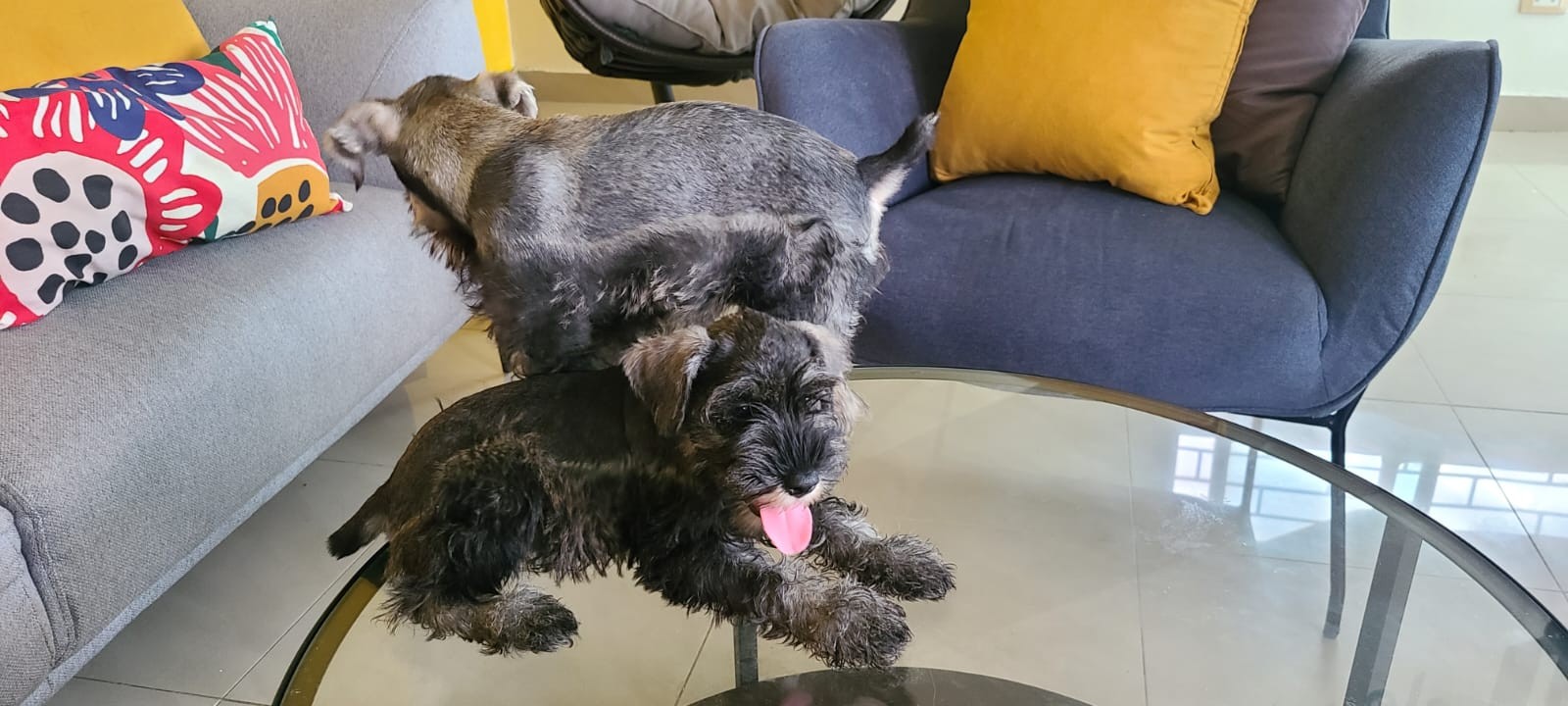 animales y mascotas - Schnauzer standard cachorros hembra y macho  3