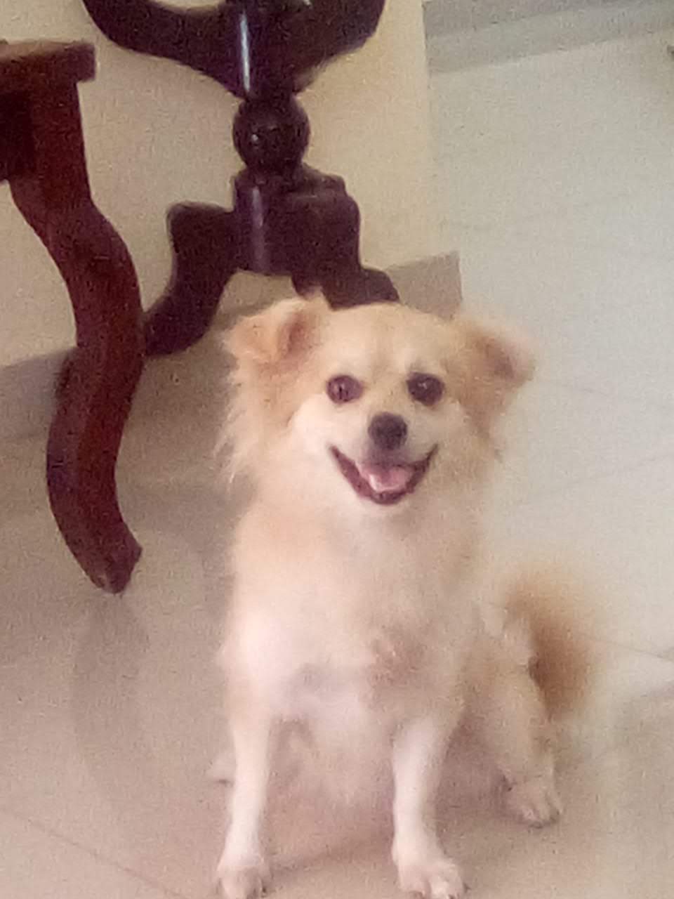 animales y mascotas - perros de razas tamaño medio blancos 3