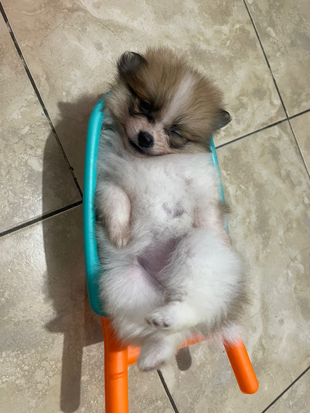 animales y mascotas - OFERTA CACHORRO POMERANIA HEMBRA SE ENTREGA CON TO