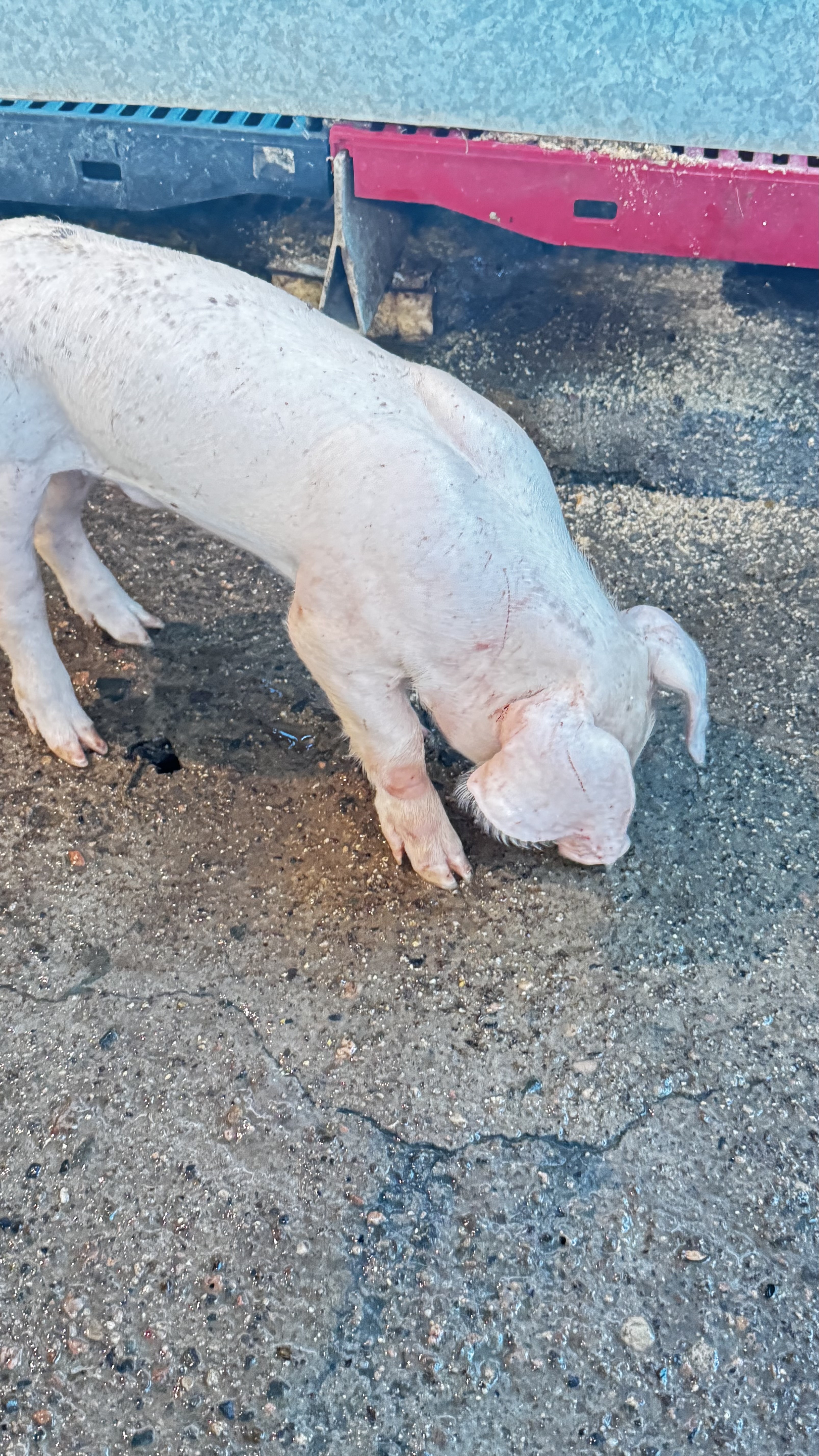 animales y mascotas - VENDO CERDOS AL DESTETE 14