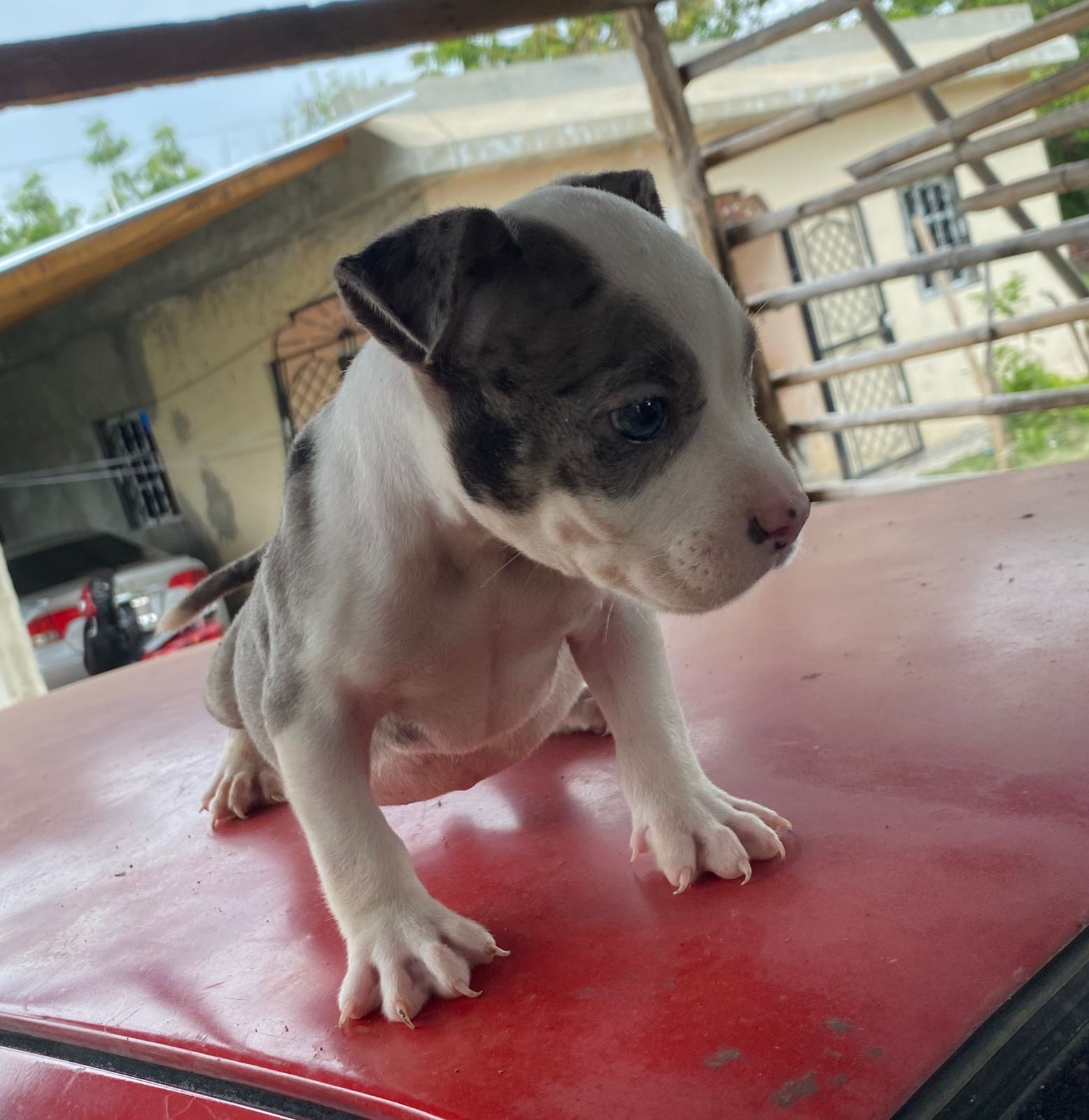 animales y mascotas - Pitbull Blue Merle