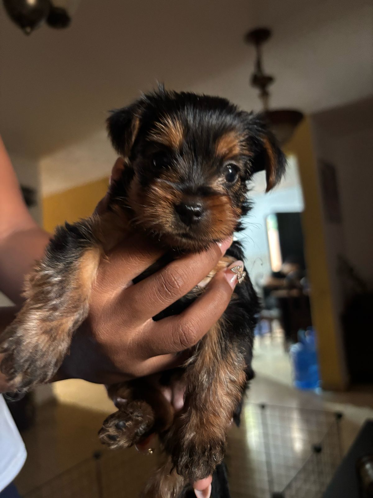 animales y mascotas - Yoshire varón de 2 mese de raza 2