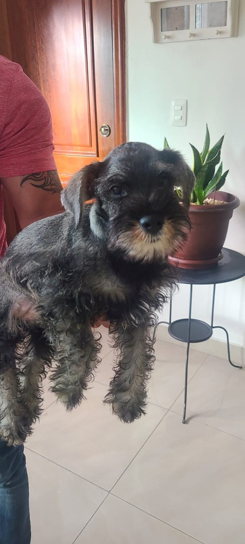 animales y mascotas - Schnauzer standard cachorros hembra y macho  4