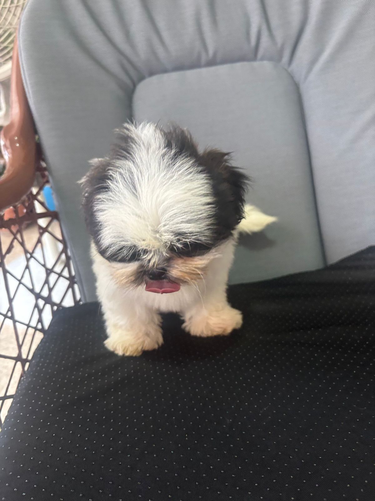 animales y mascotas - ¡Puros y de padres presentes! Shih Tzu Machos 2