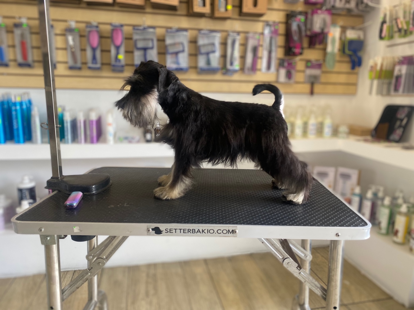 animales y mascotas - Schnauzer miniatura Negro y Plata Pedigree FCI Internacional  0