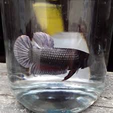 animales y mascotas - peces betas  0