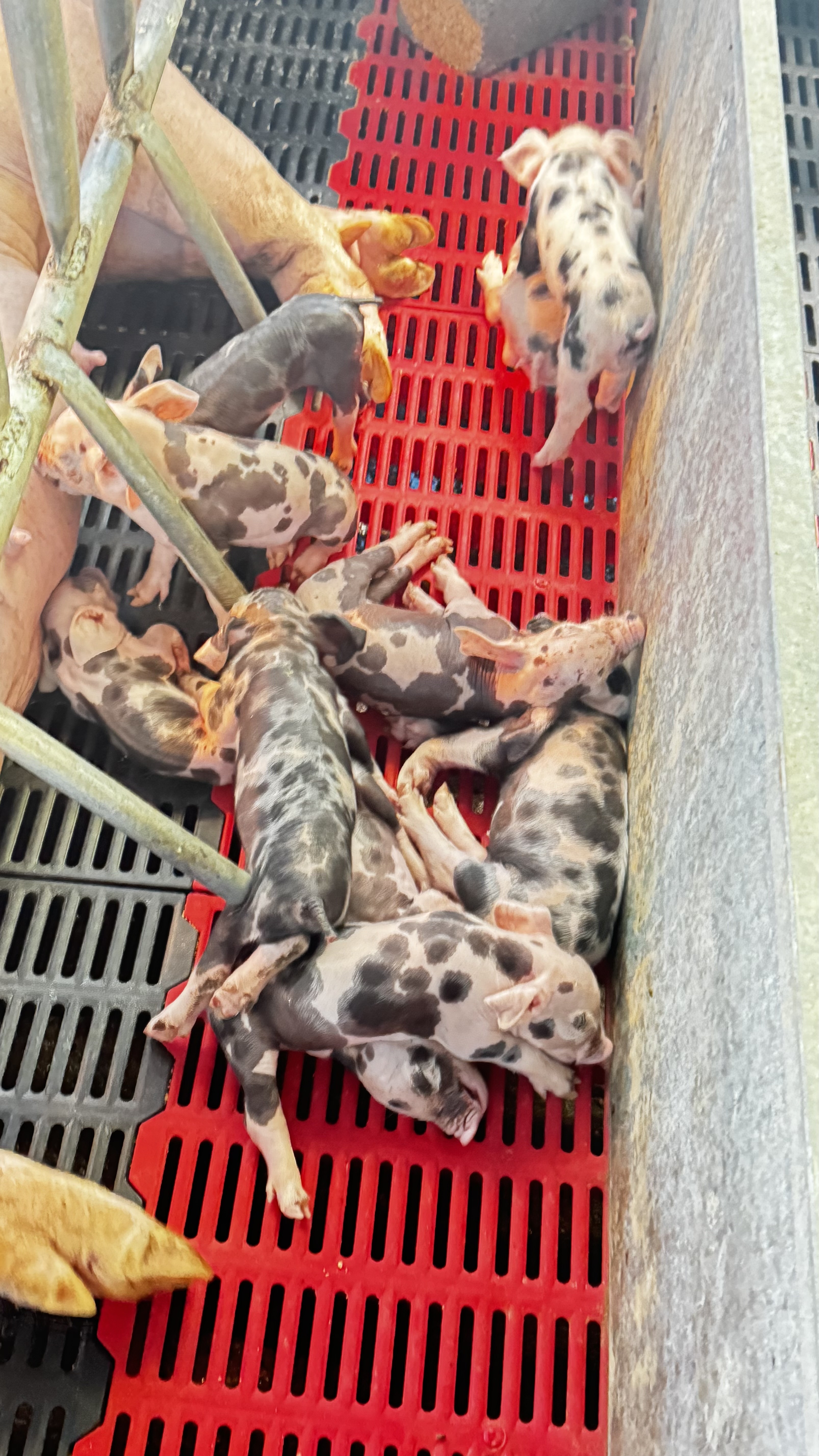 animales y mascotas - VENDO CERDOS AL DESTETE 2