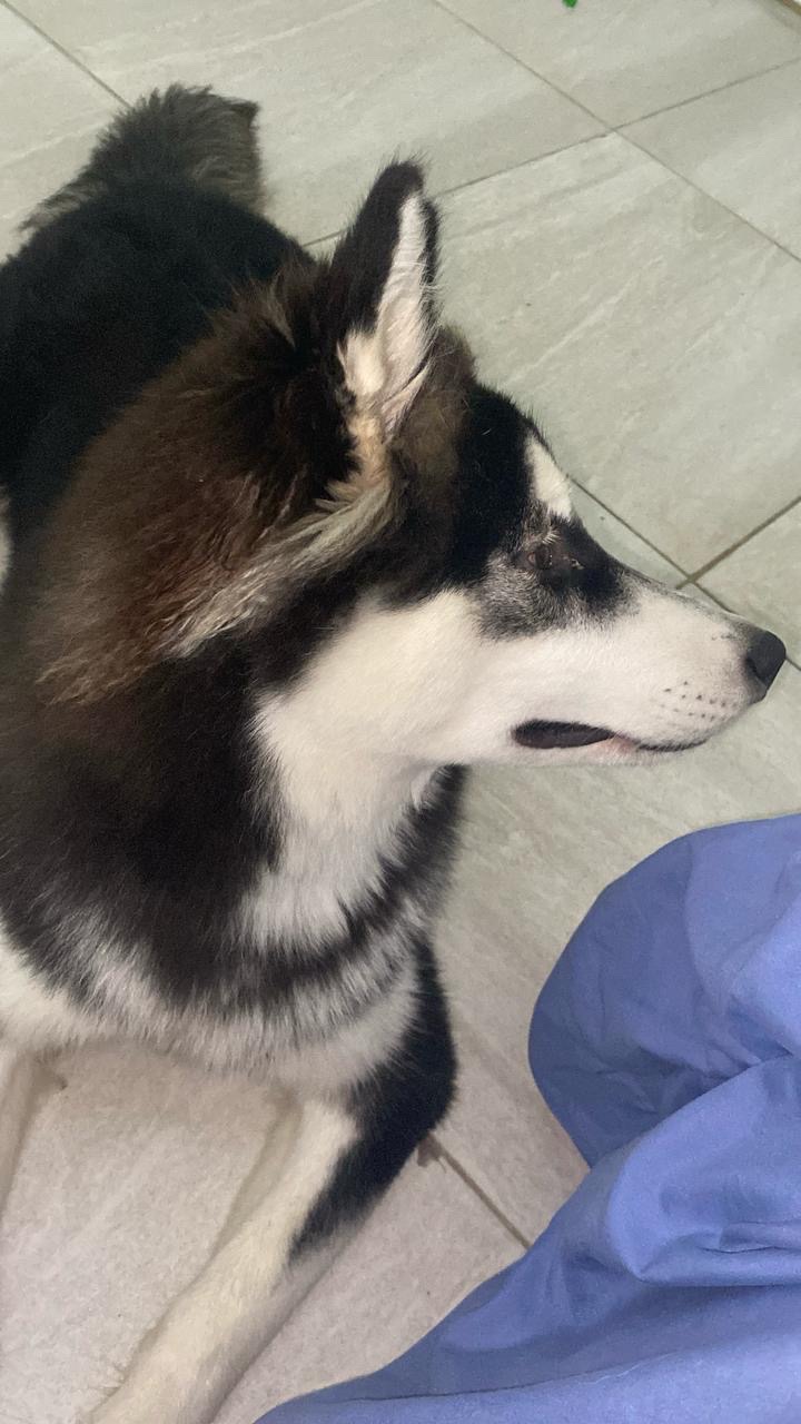 animales y mascotas - husky siberiano  0