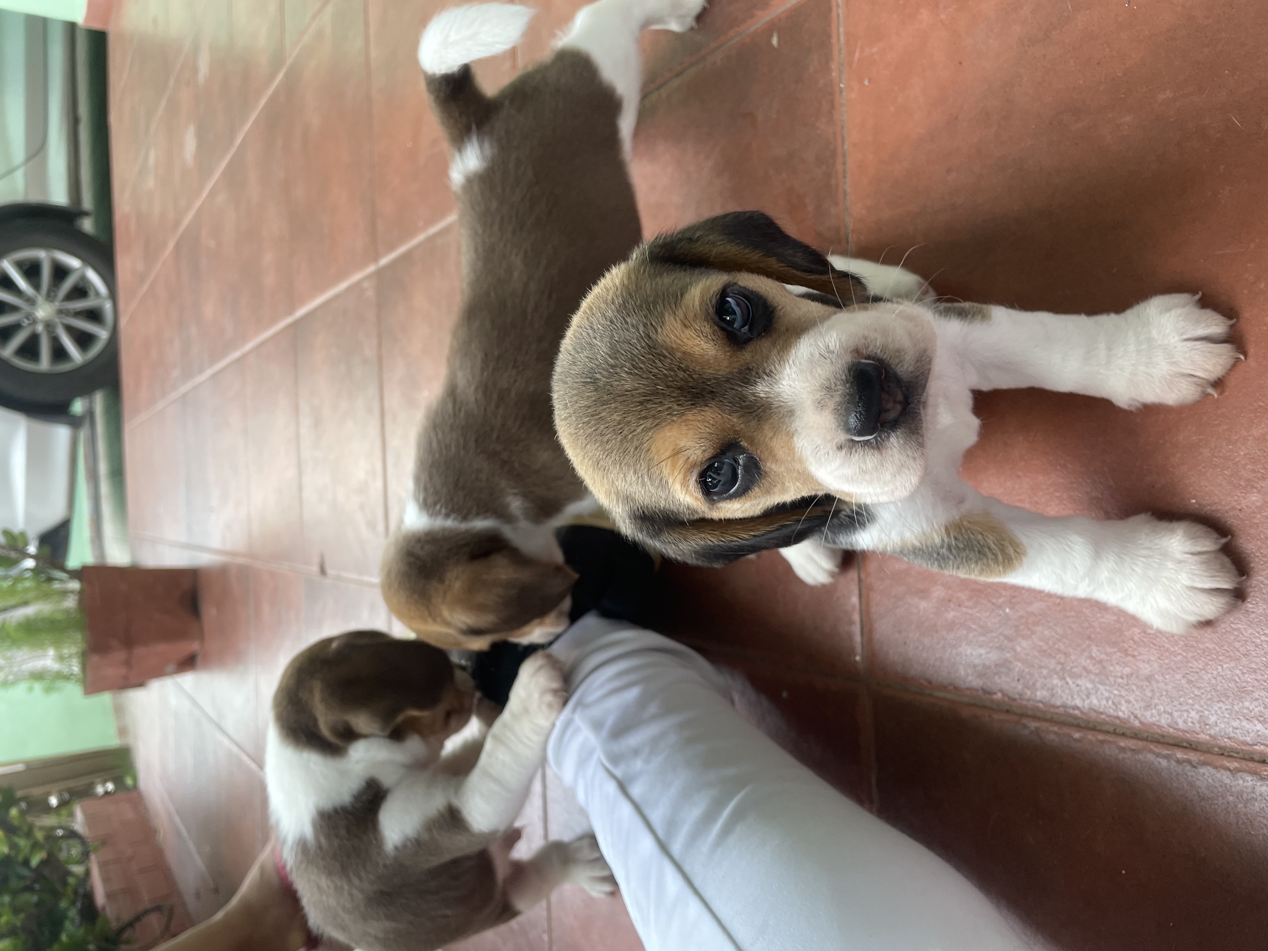 animales y mascotas - Beagle 0