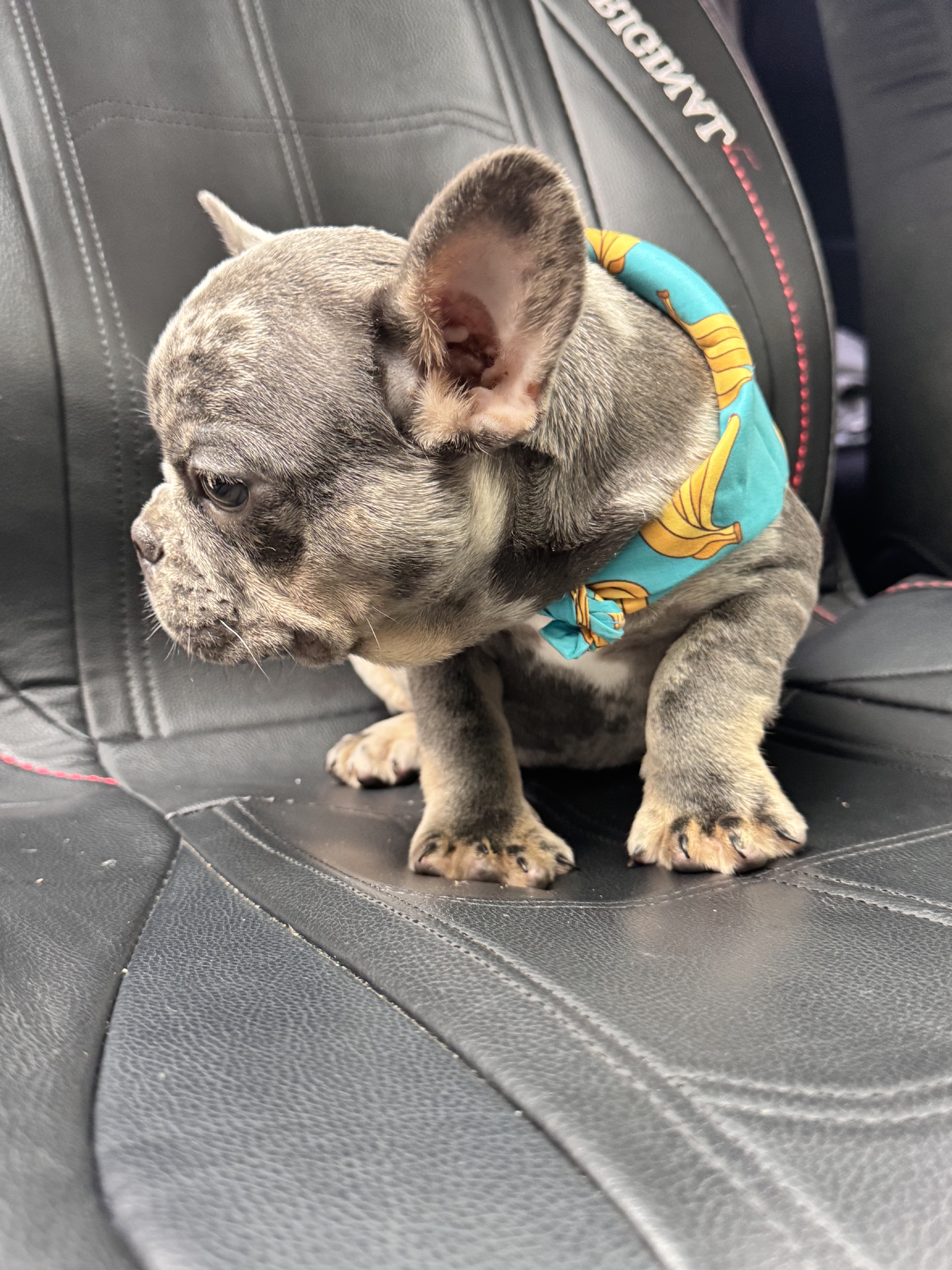 animales y mascotas - bulldog francés fluffy  3
