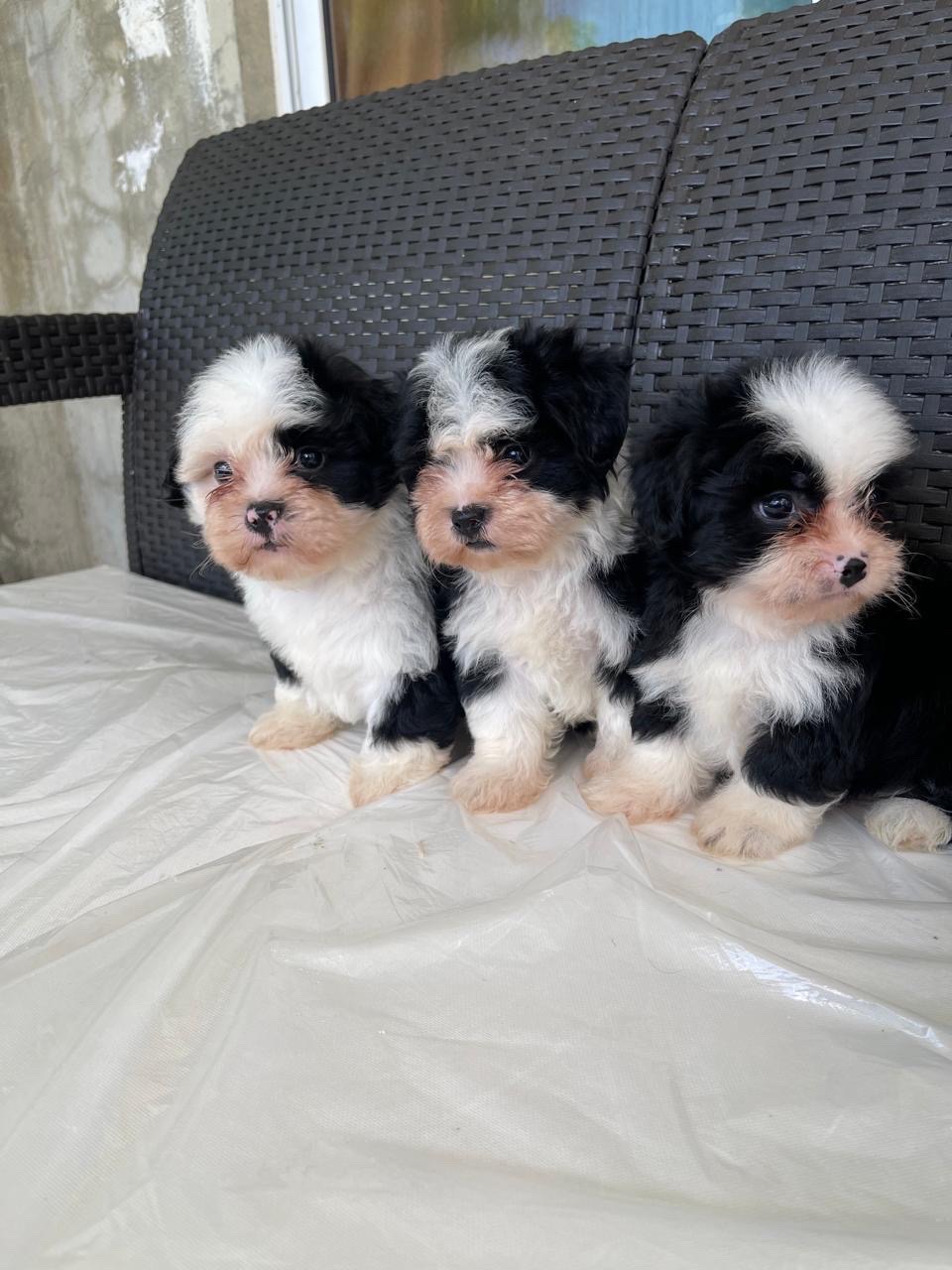 animales y mascotas - chipoo  2