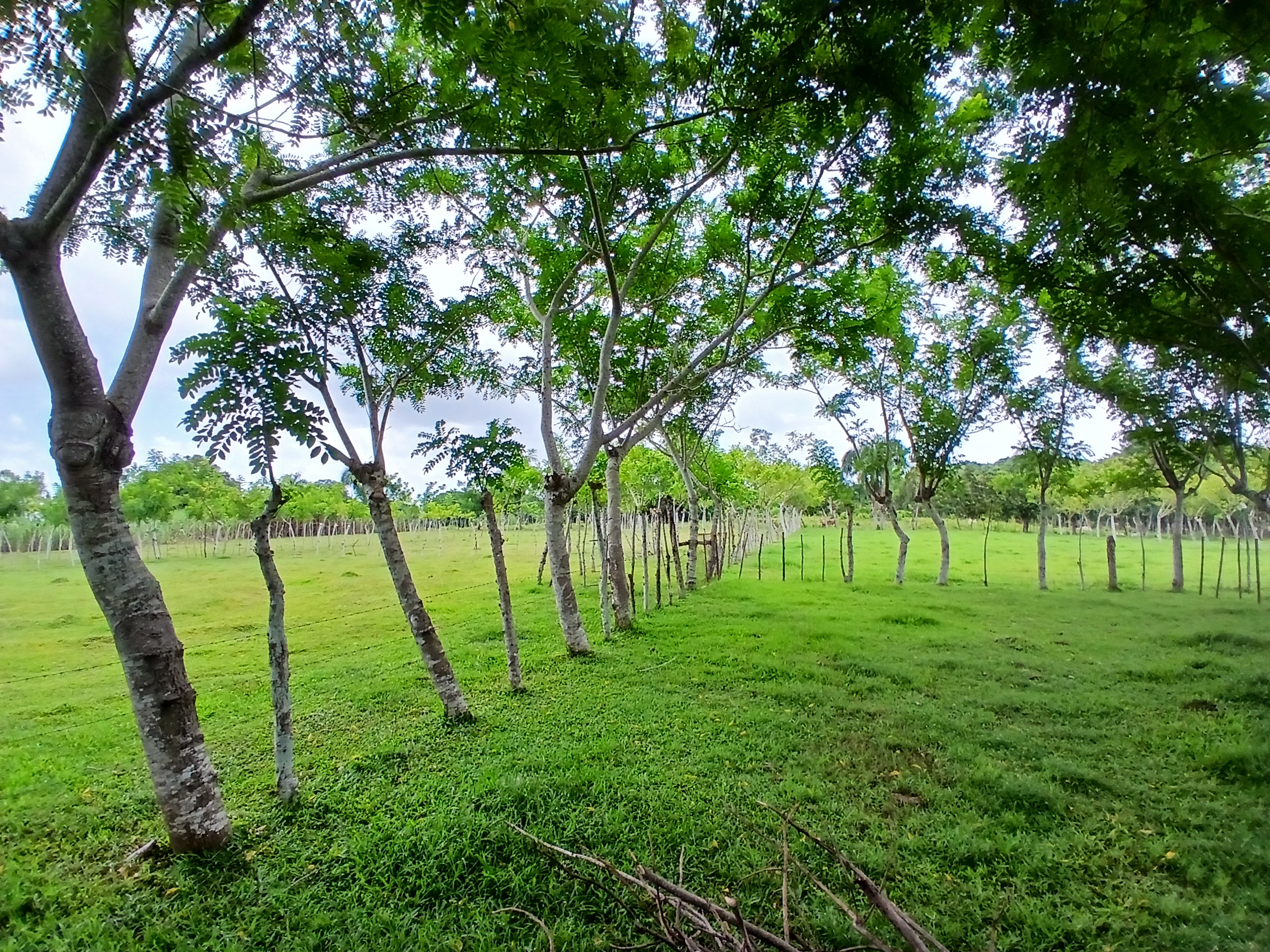 solares y terrenos - Finca  3