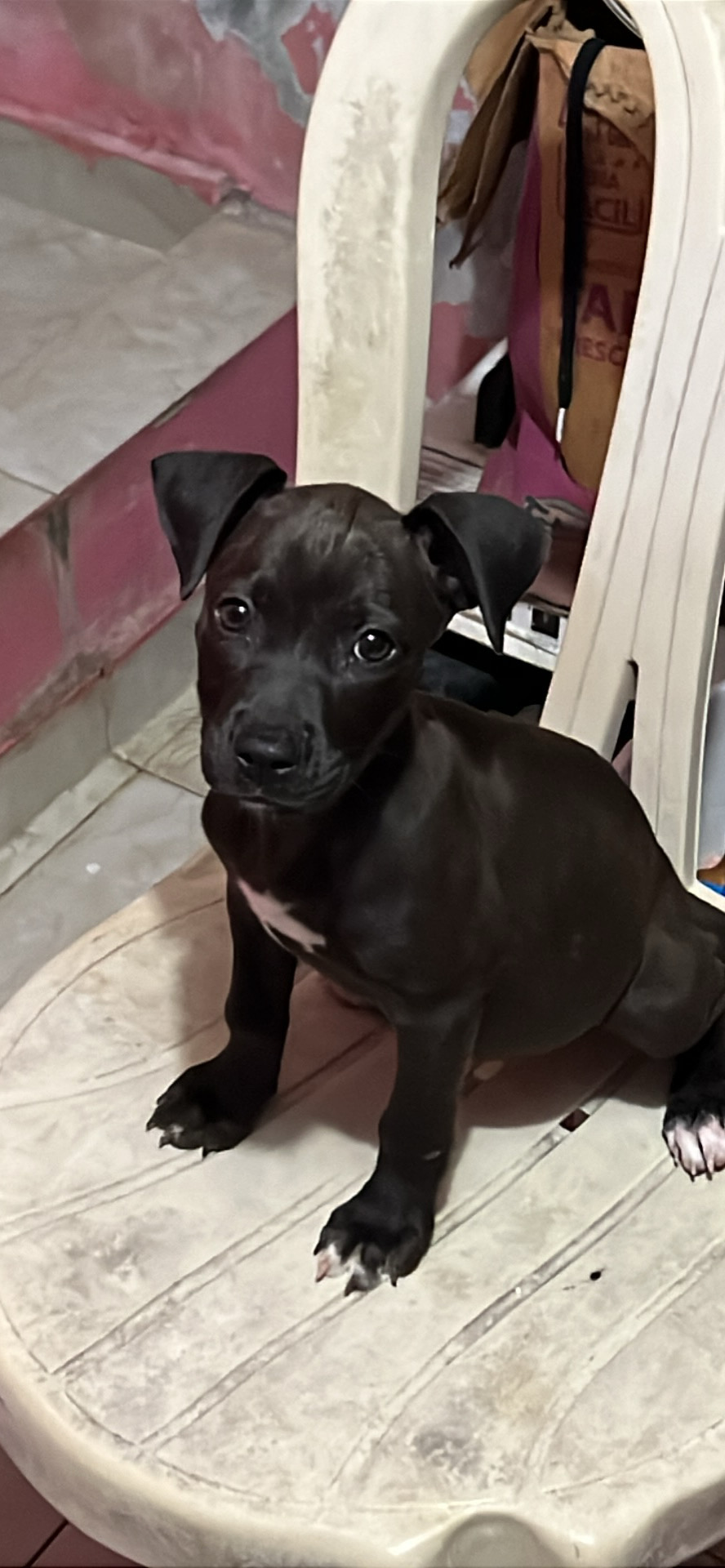 decoración y accesorios - son perros pitbull de pura raza con dos meses  3
