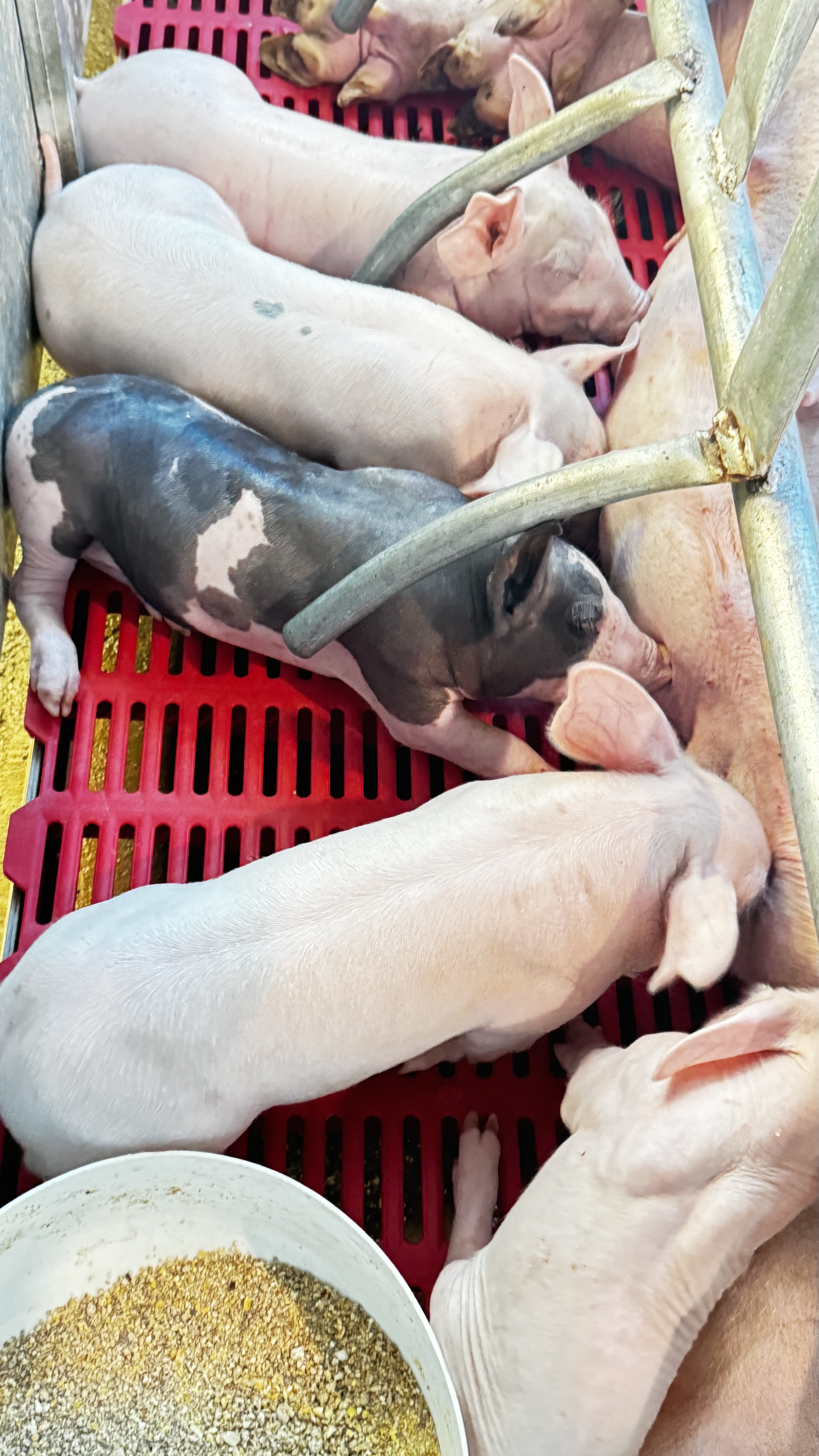 animales y mascotas - VENDO CERDOS AL DESTETE 3