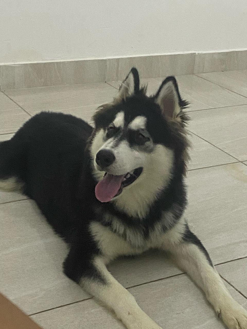 animales y mascotas - husky siberiano  1