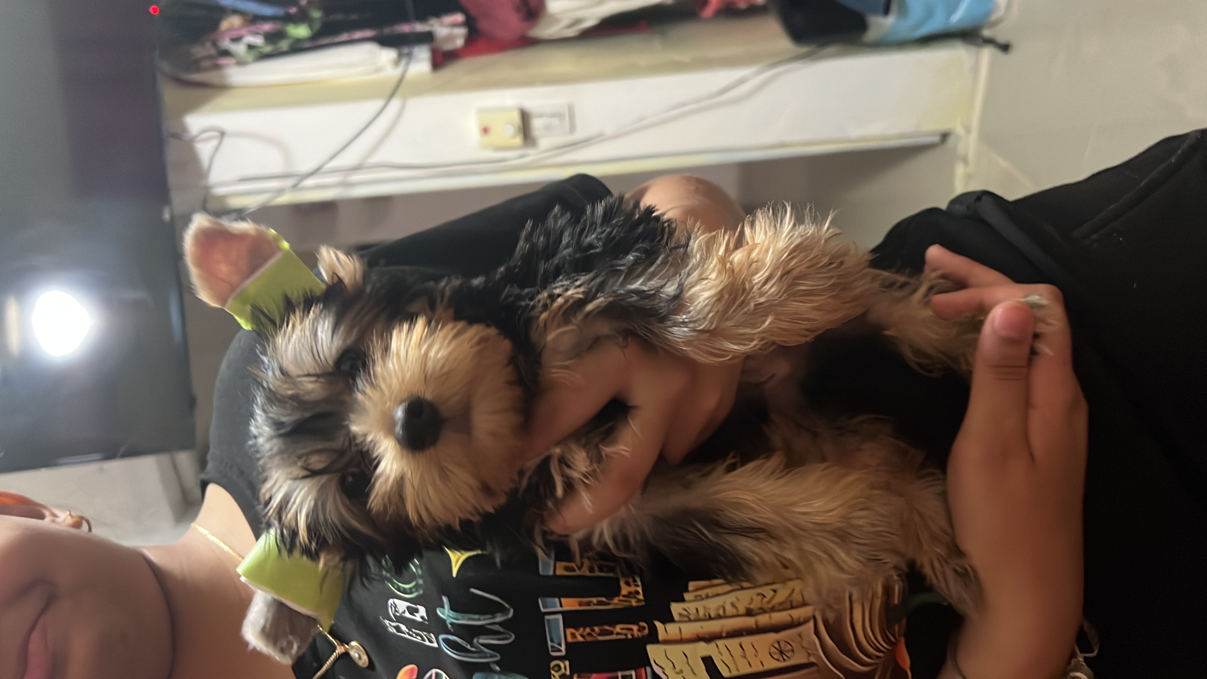 animales y mascotas - Yorki 0