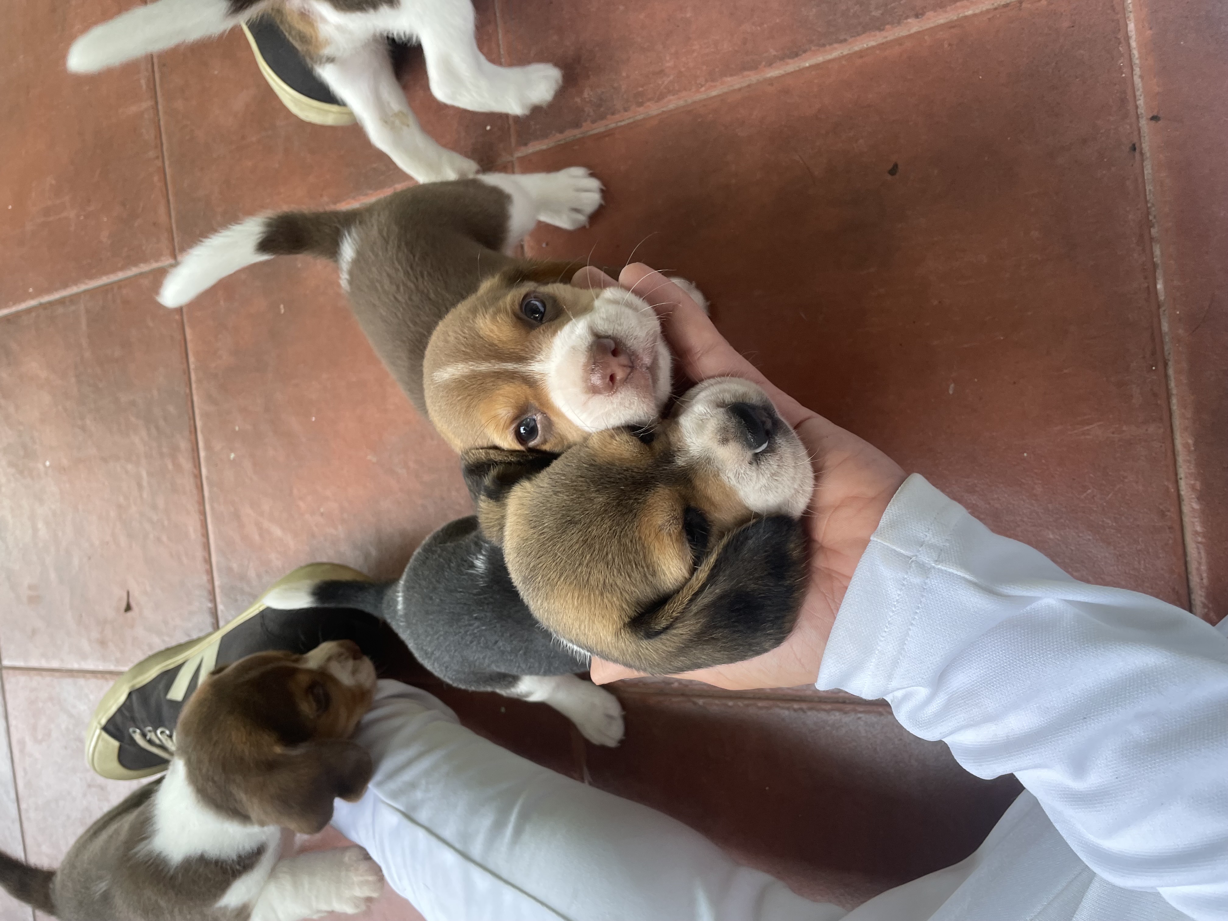 animales y mascotas - Beagle 1