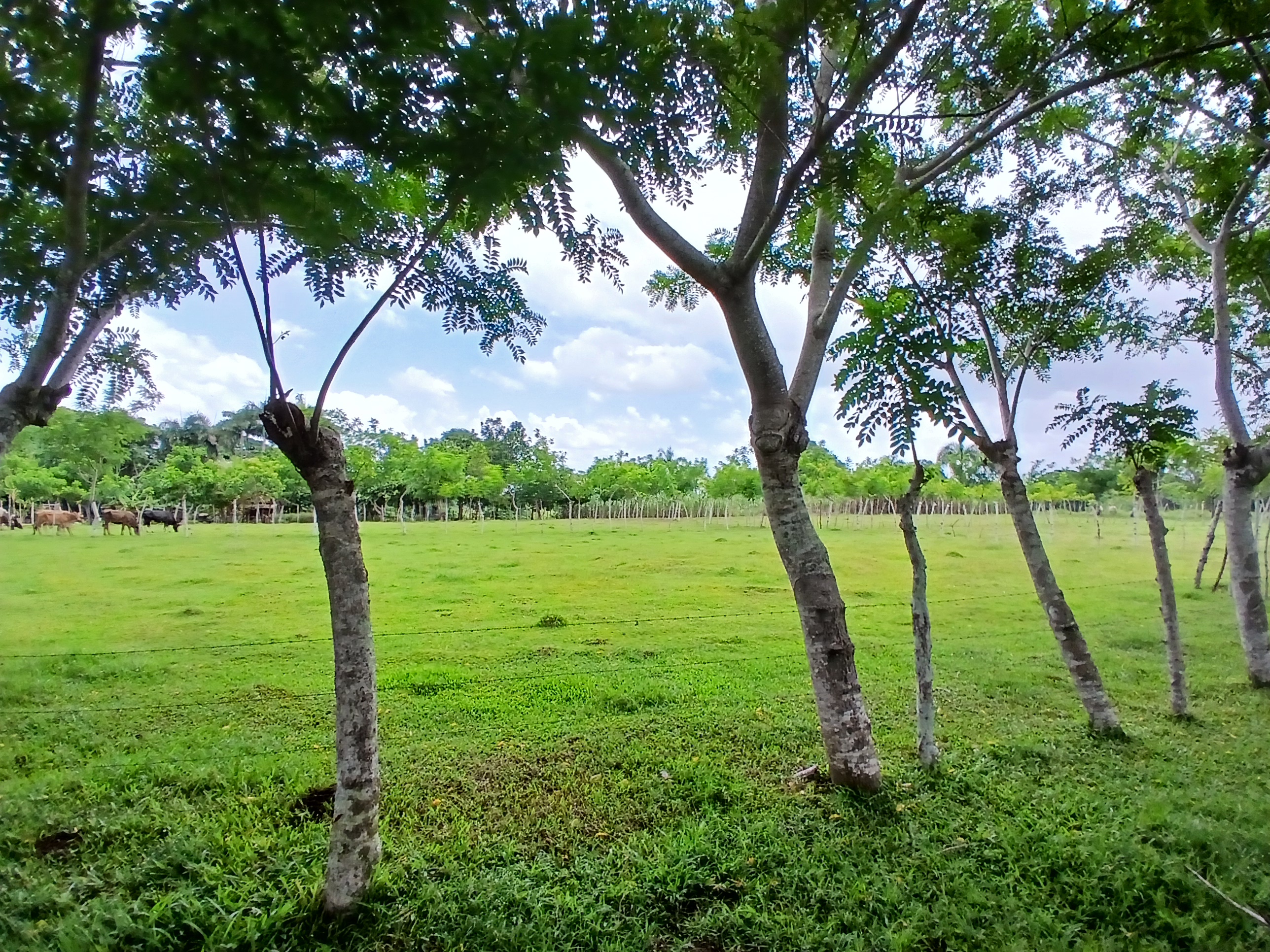 solares y terrenos - Finca  4