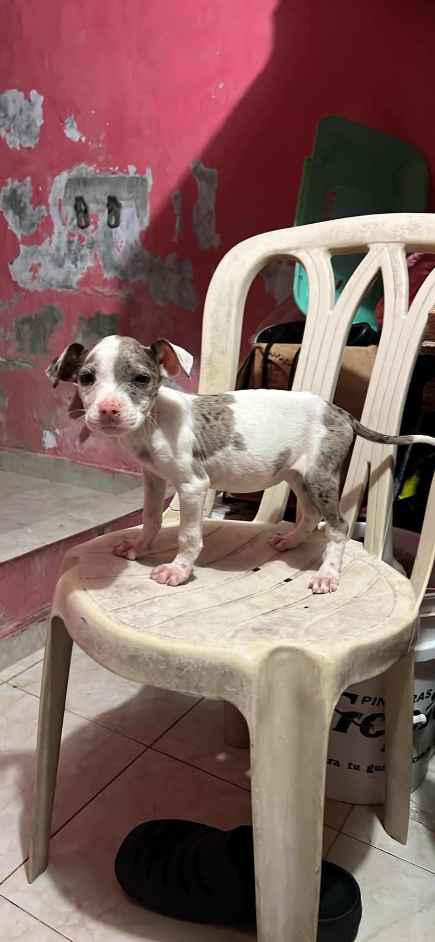 decoración y accesorios - son perros pitbull de pura raza con dos meses  4