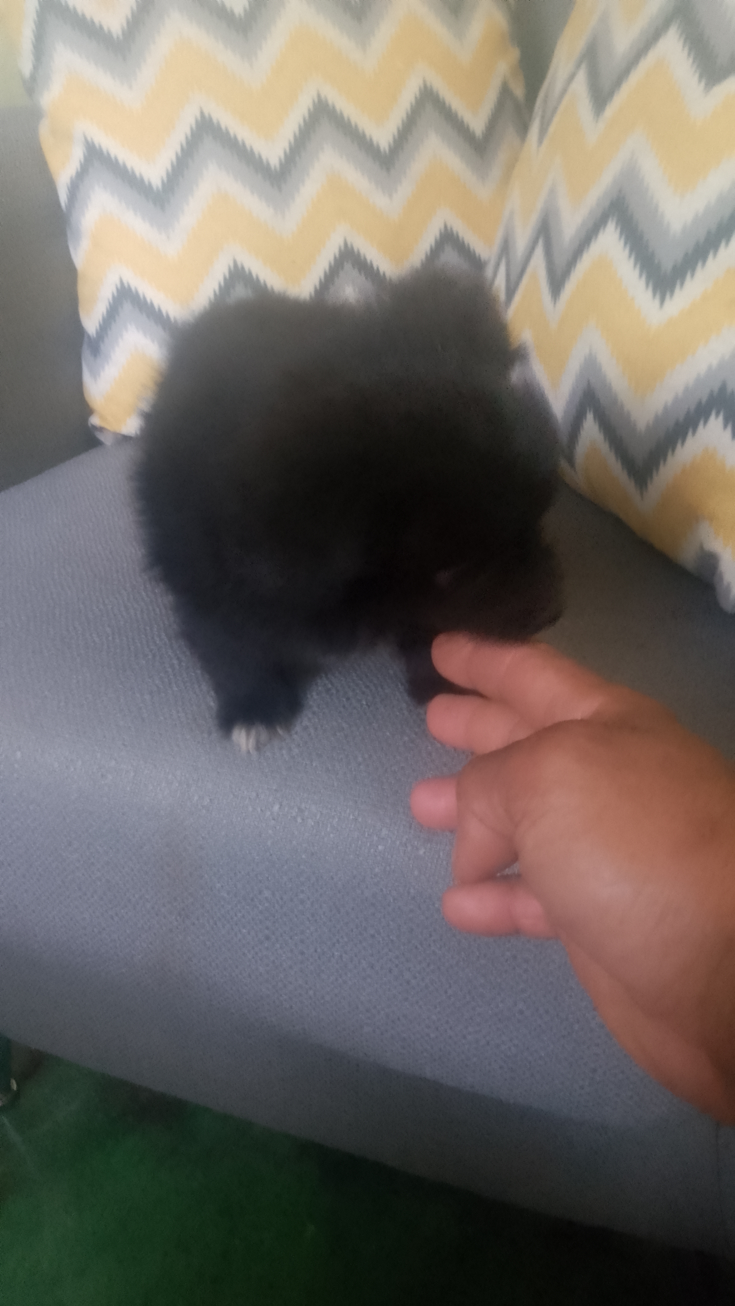 animales y mascotas - Mix pomerania  0