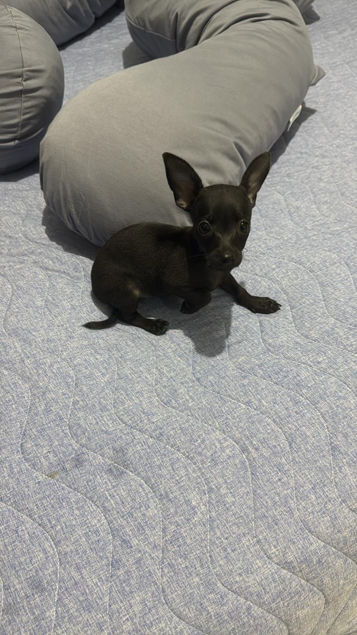 animales y mascotas - Chihuahua pequeñita