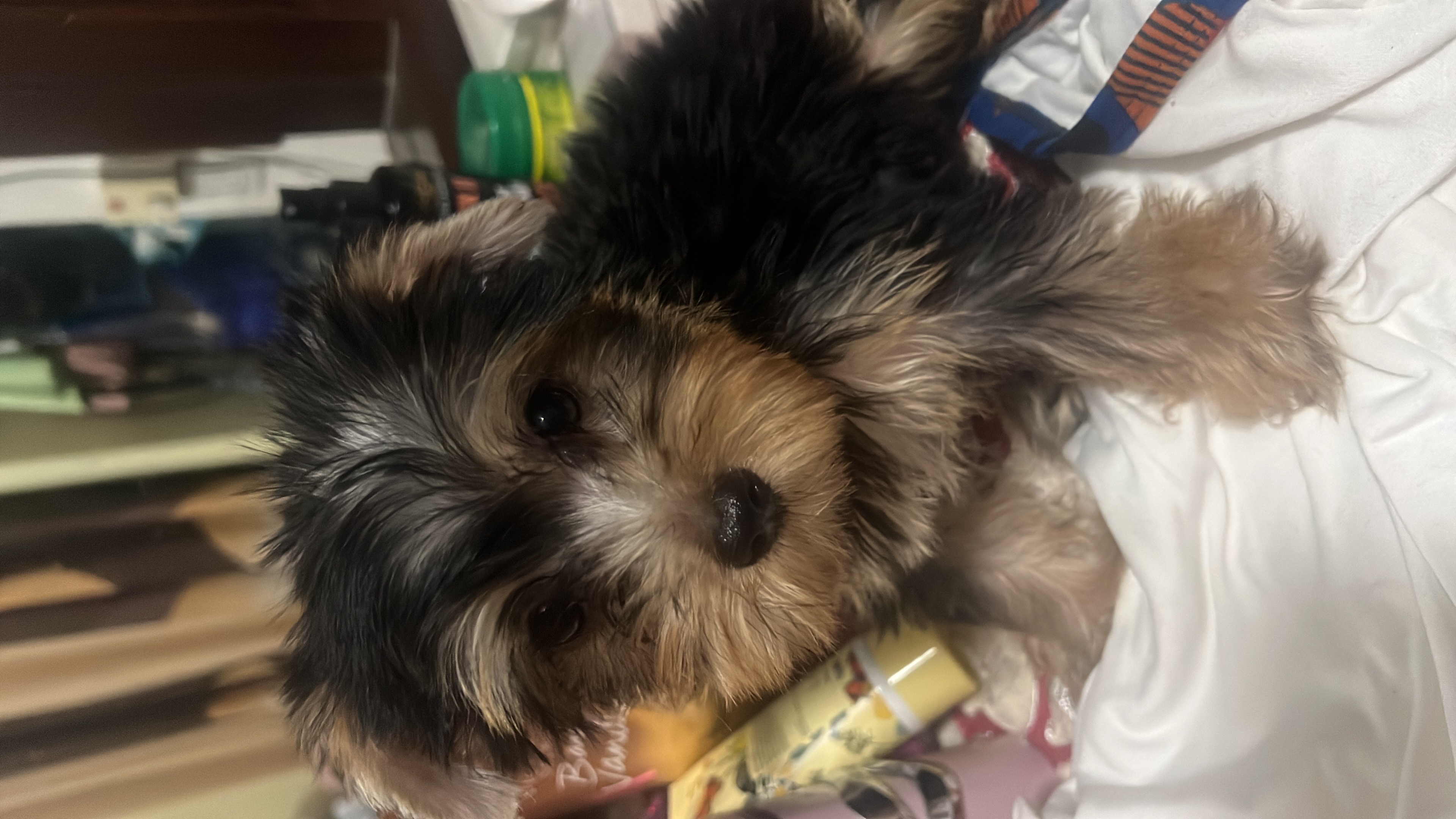 animales y mascotas - Yorki 1