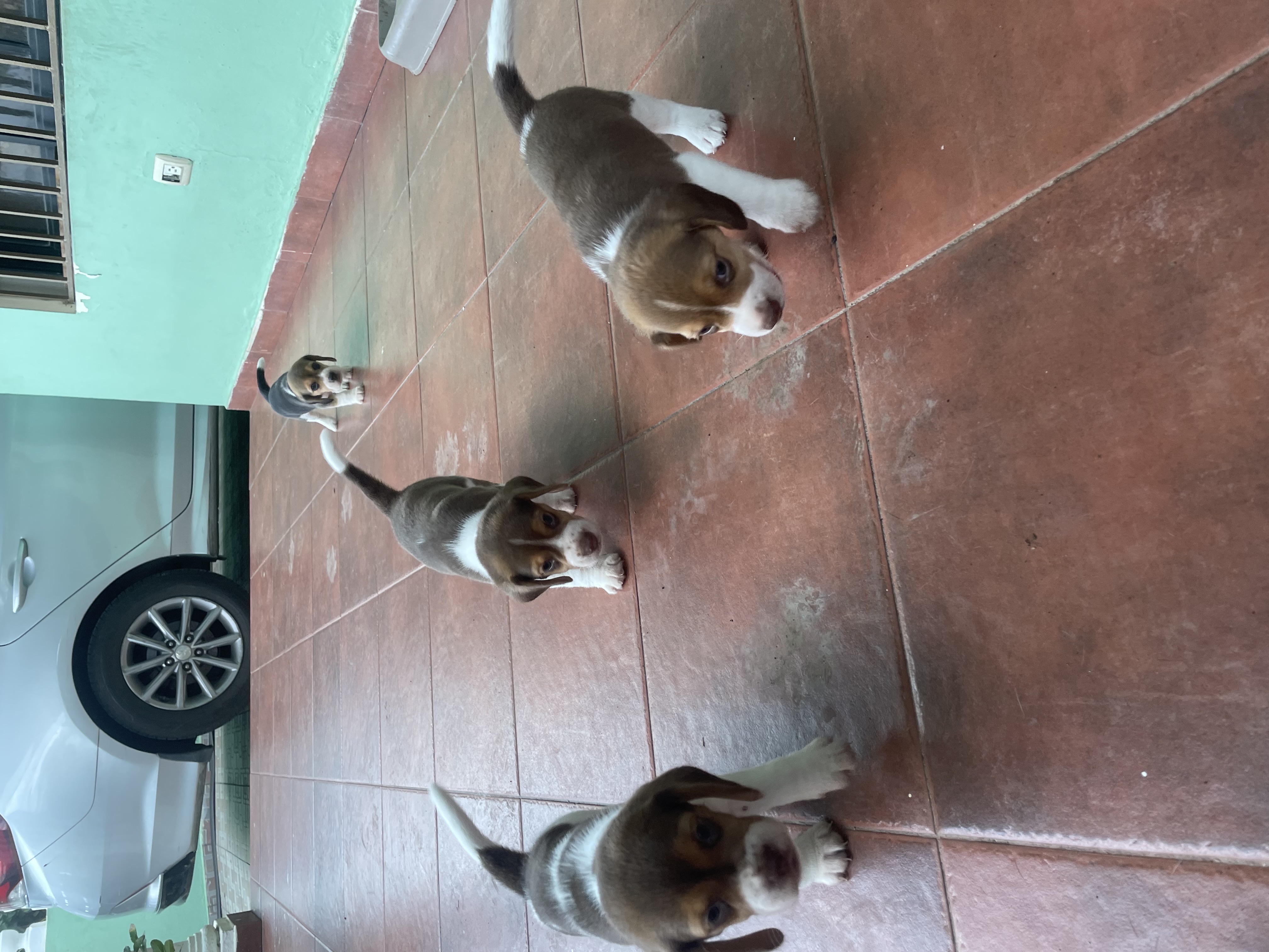 animales y mascotas - Beagle 2