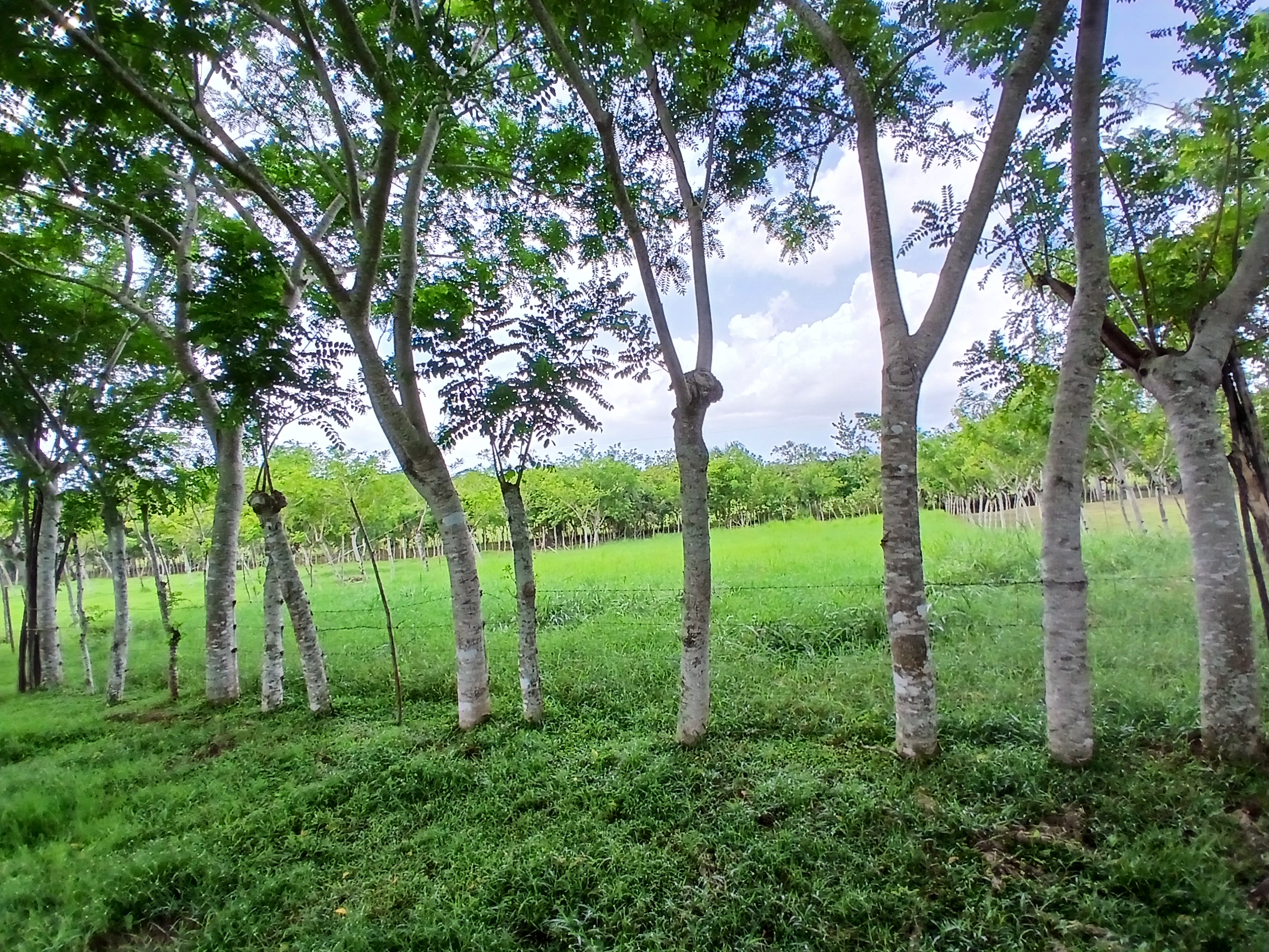 solares y terrenos - Finca  5