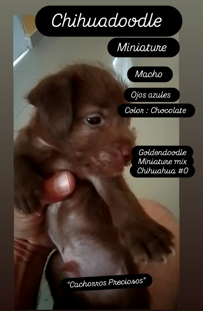 animales y mascotas - Chihuadoodle Miniature "Goldendoodle Miniature mix Chihuahua Miniature" 4