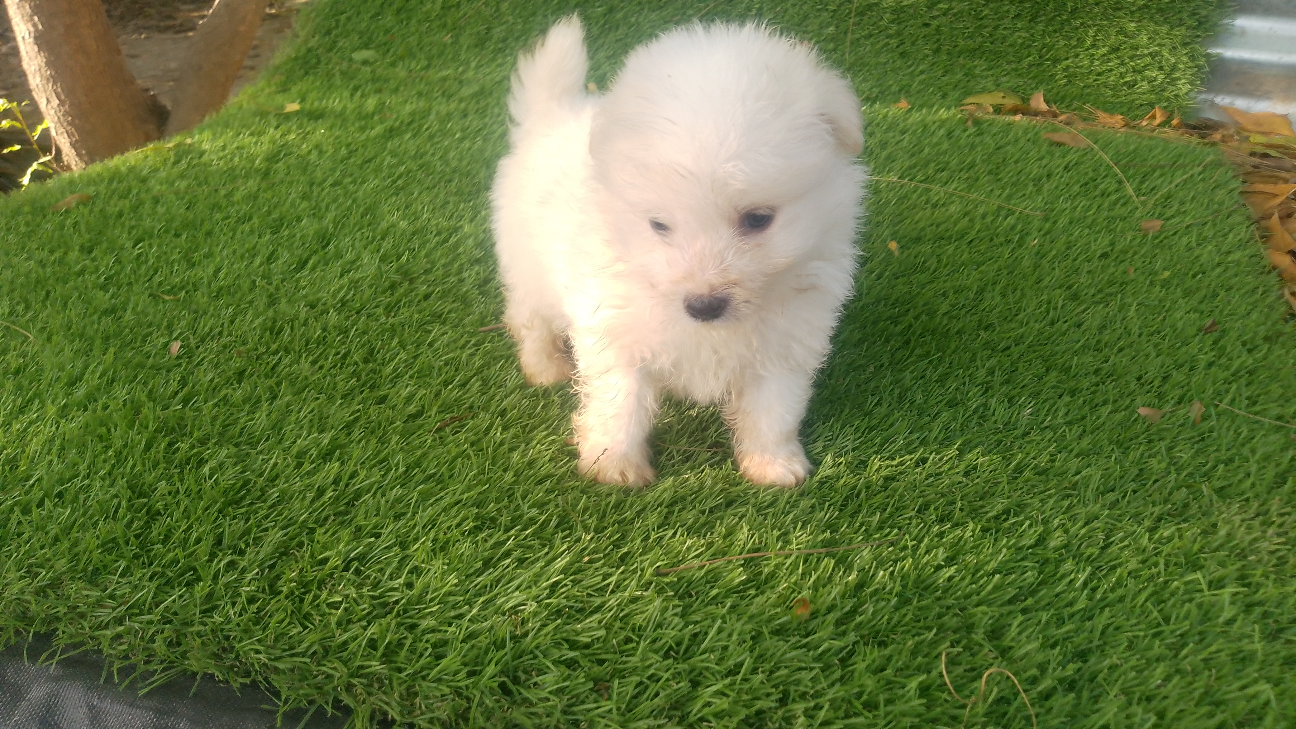 animales y mascotas - Mix pomerania  1