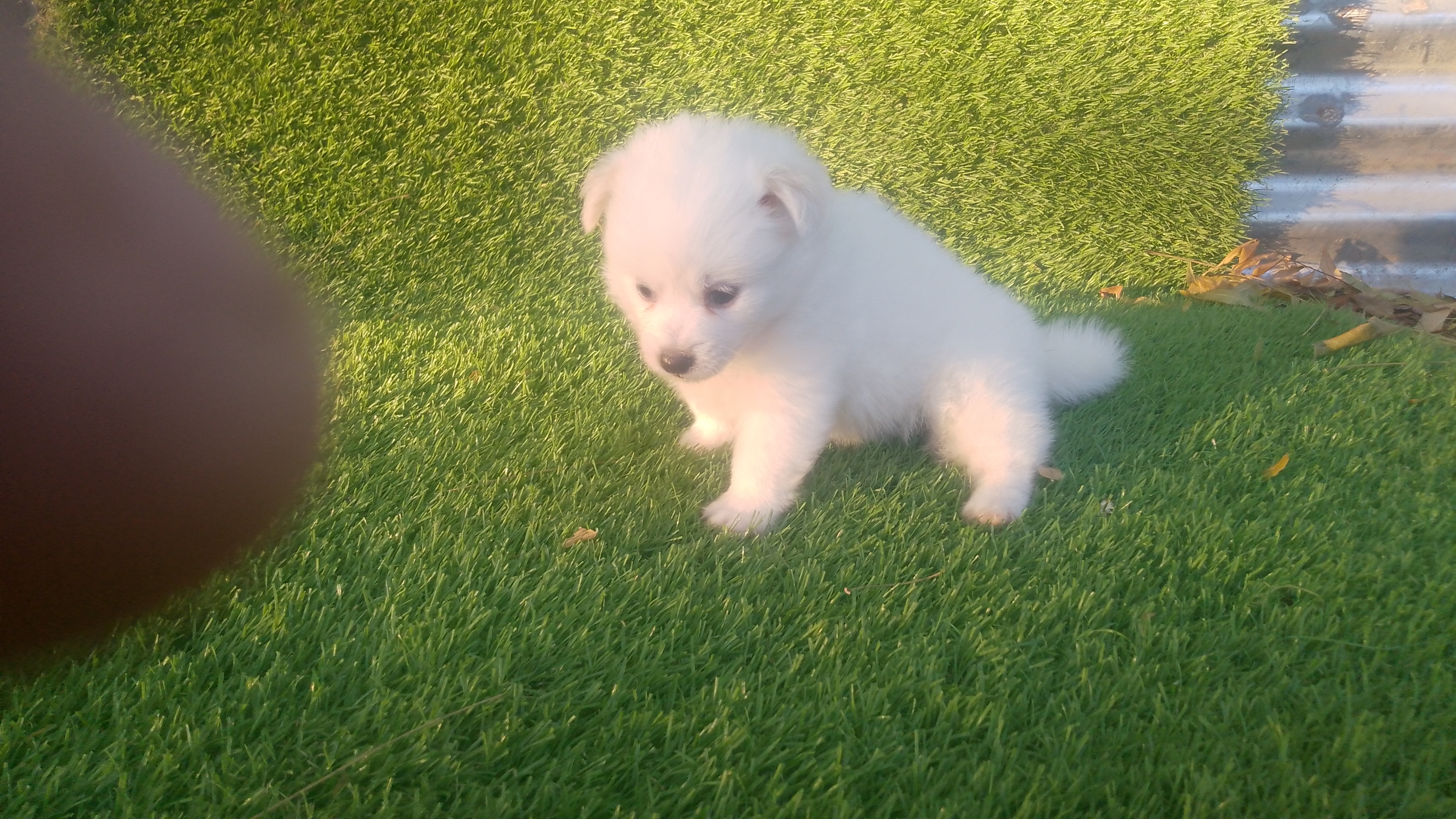 animales y mascotas - Mix pomerania  2